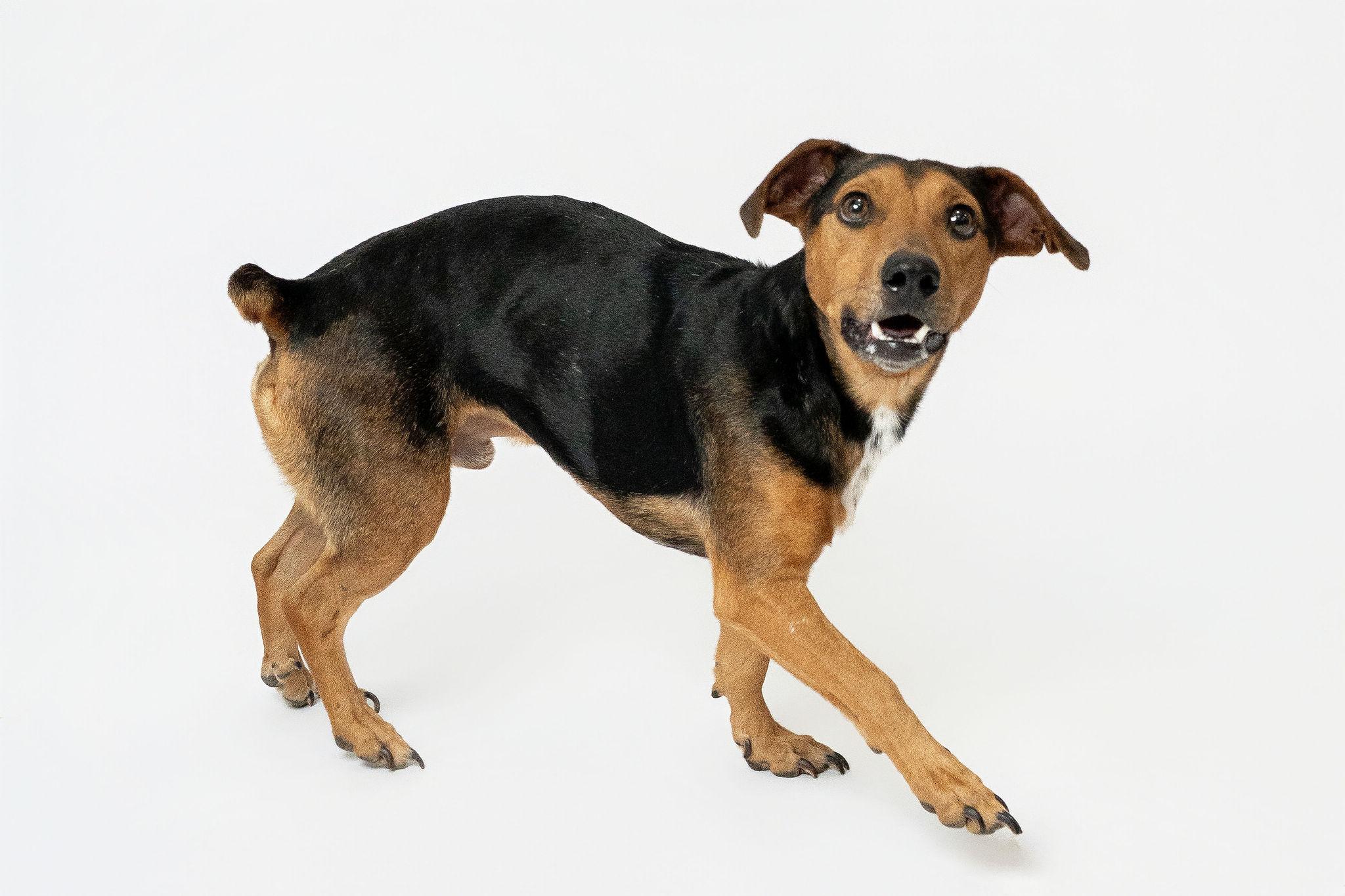 Bojack Horseman thumbnail 5