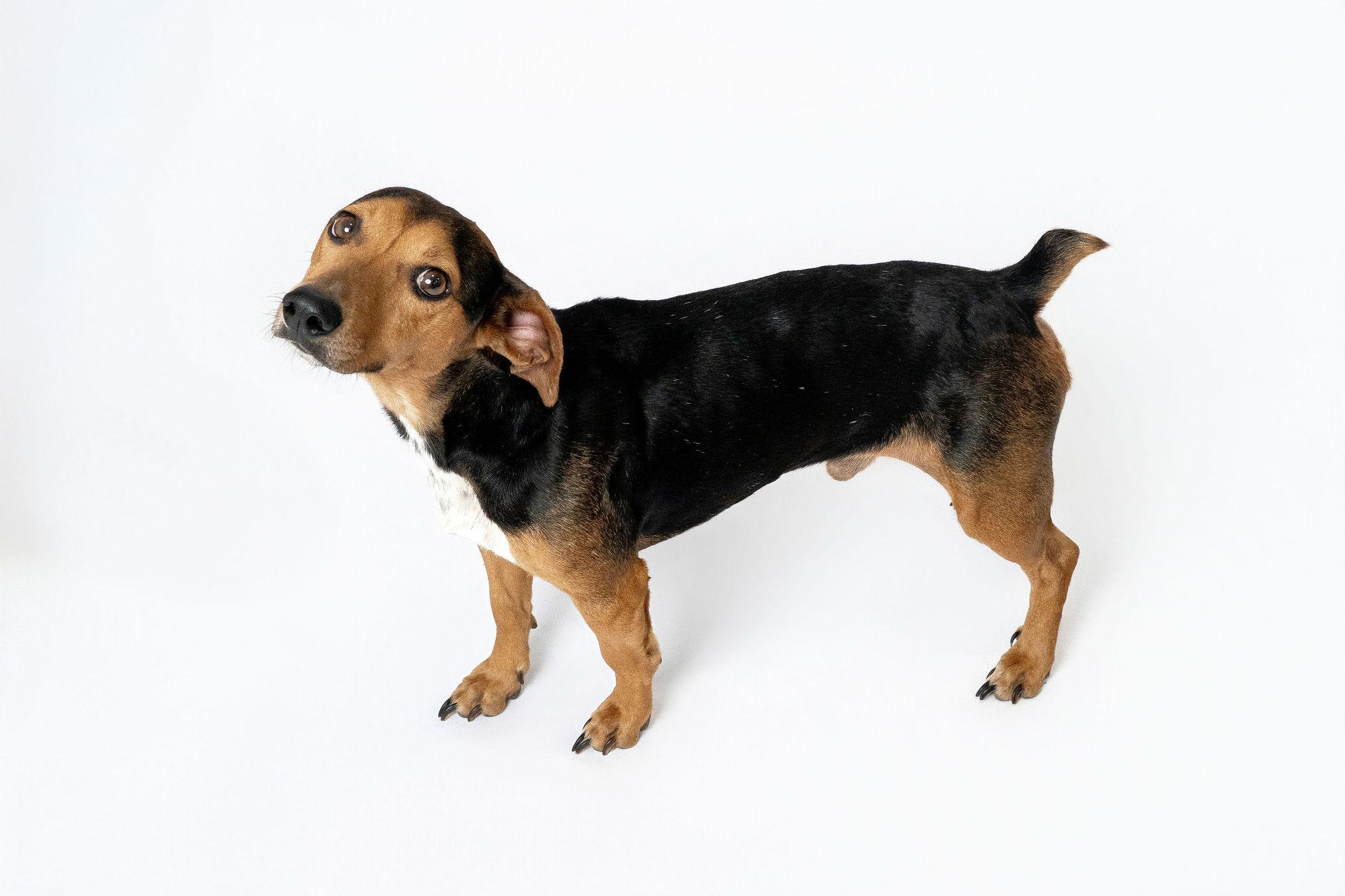 Bojack Horseman thumbnail 3