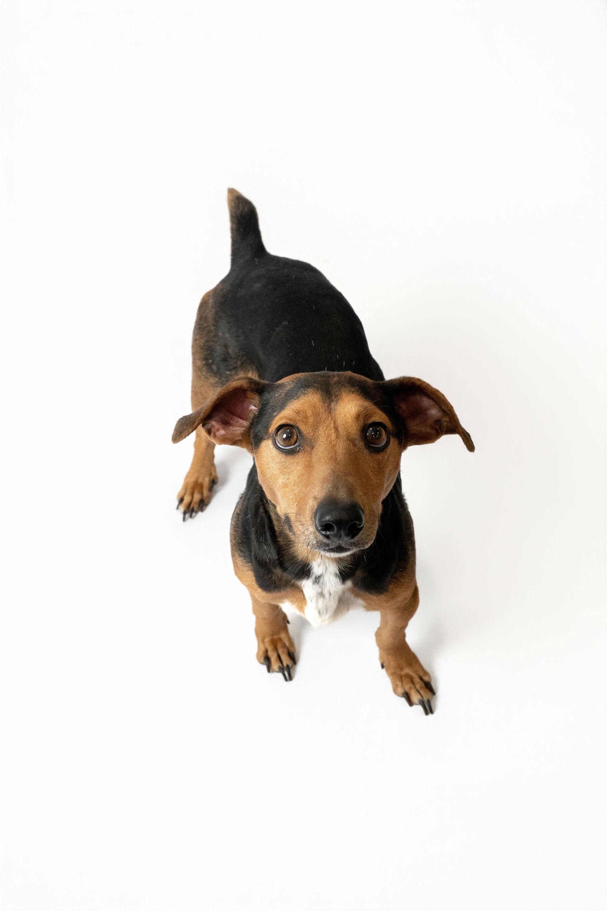 Bojack Horseman thumbnail 2