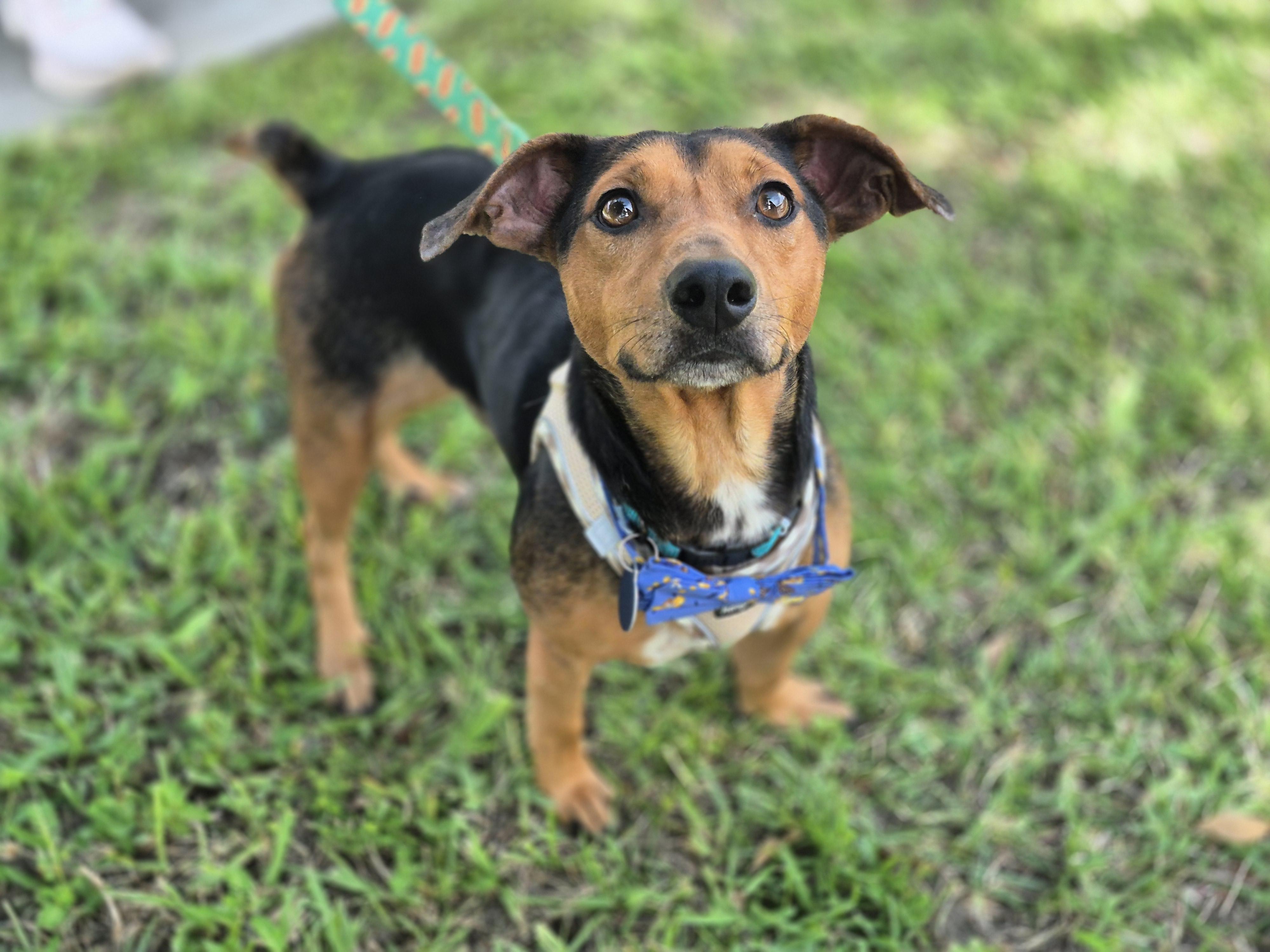 Bojack Horseman thumbnail 6