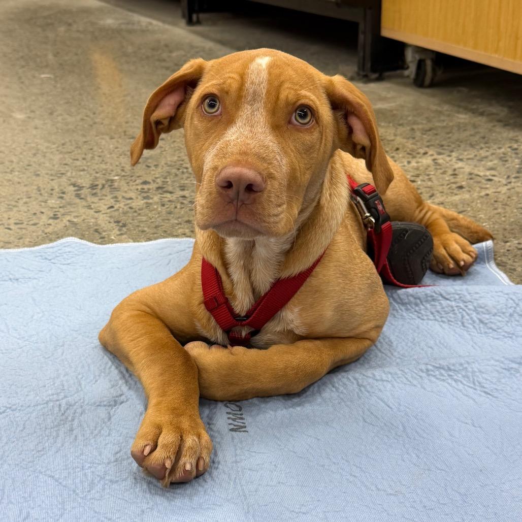 Hank, Adoptable, Puppy Male Mixed Breed.