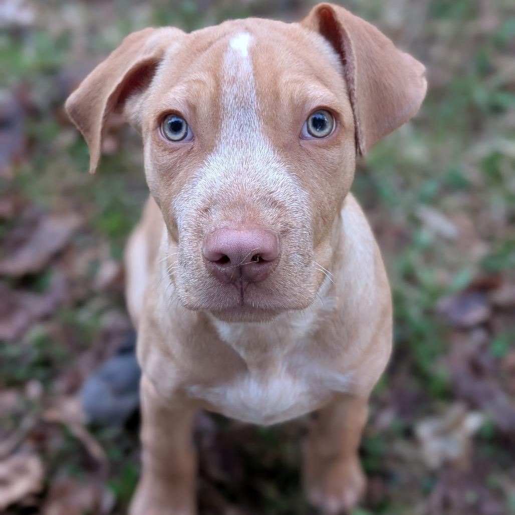 Enlarge Hank, a Adoptable Mixed Breed in Wappingers Falls, NY image 3/5