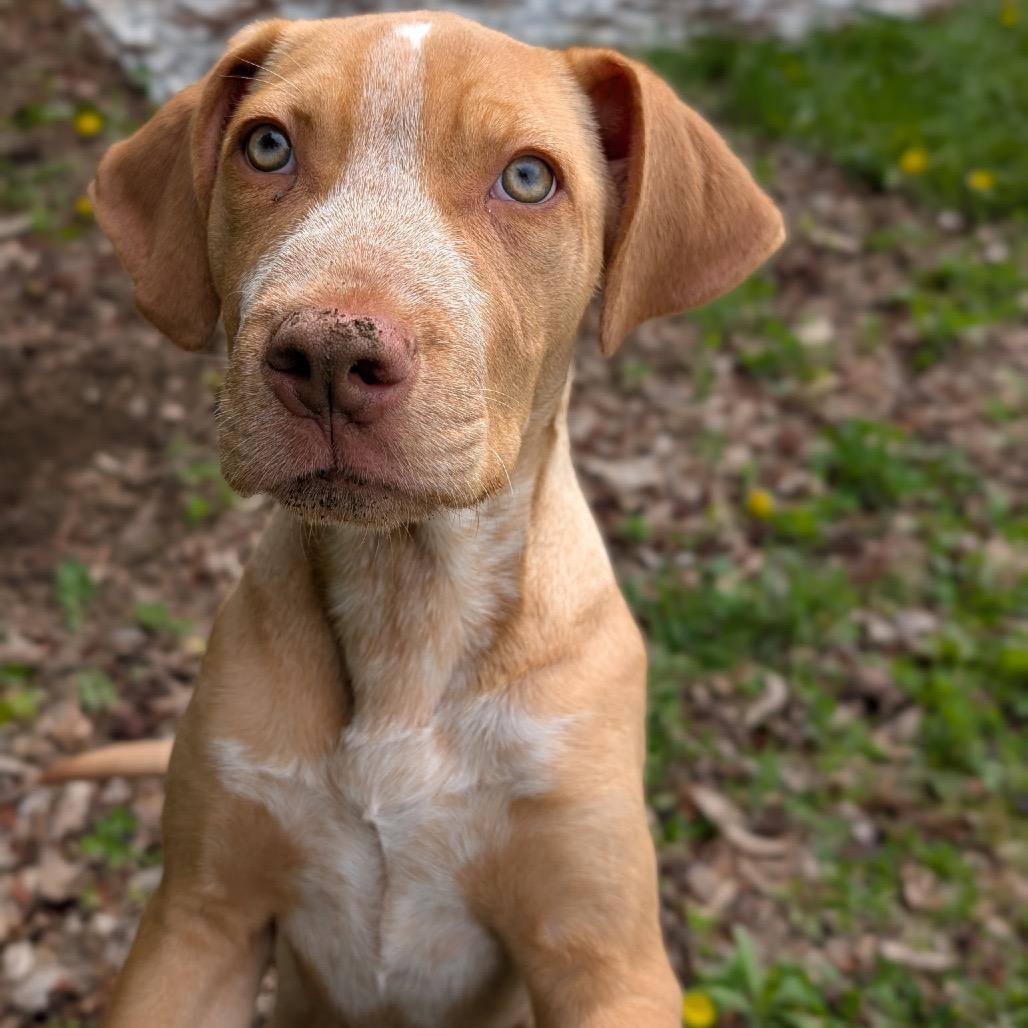 Enlarge Hank, a Adoptable Mixed Breed in Wappingers Falls, NY image 4/5
