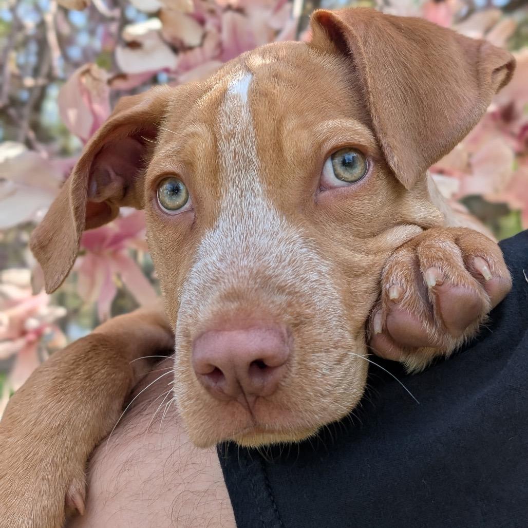 Enlarge Hank, a Adoptable Mixed Breed in Wappingers Falls, NY image 5/5