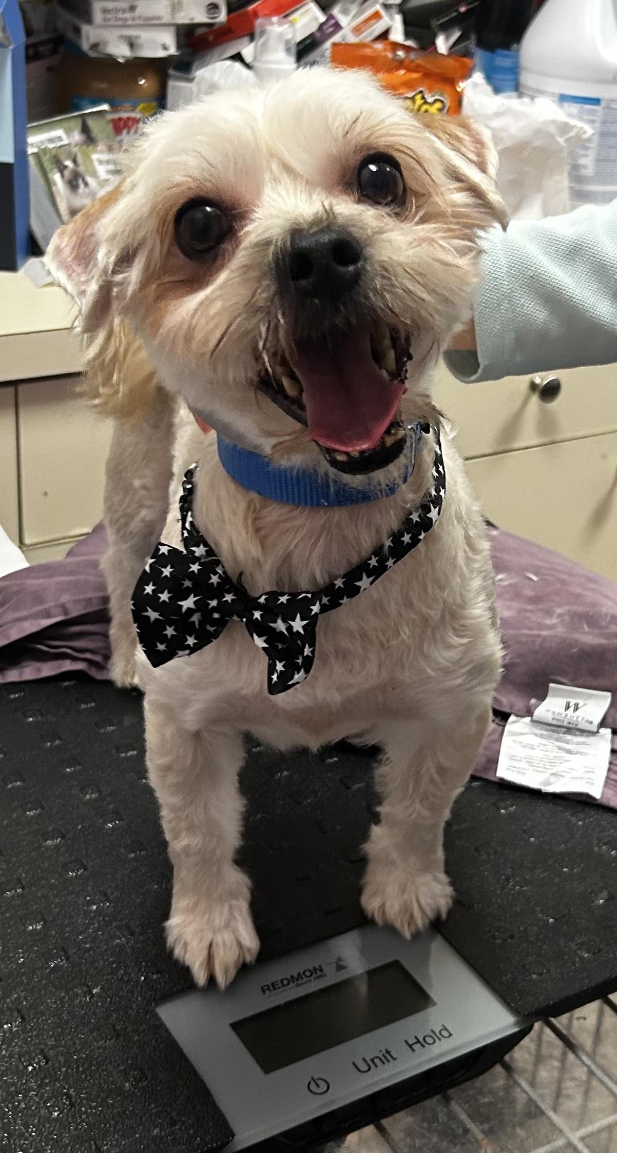 Enlarge Stewie, an adoptable mixed breed in Oak Ridge, NJ image 1/3