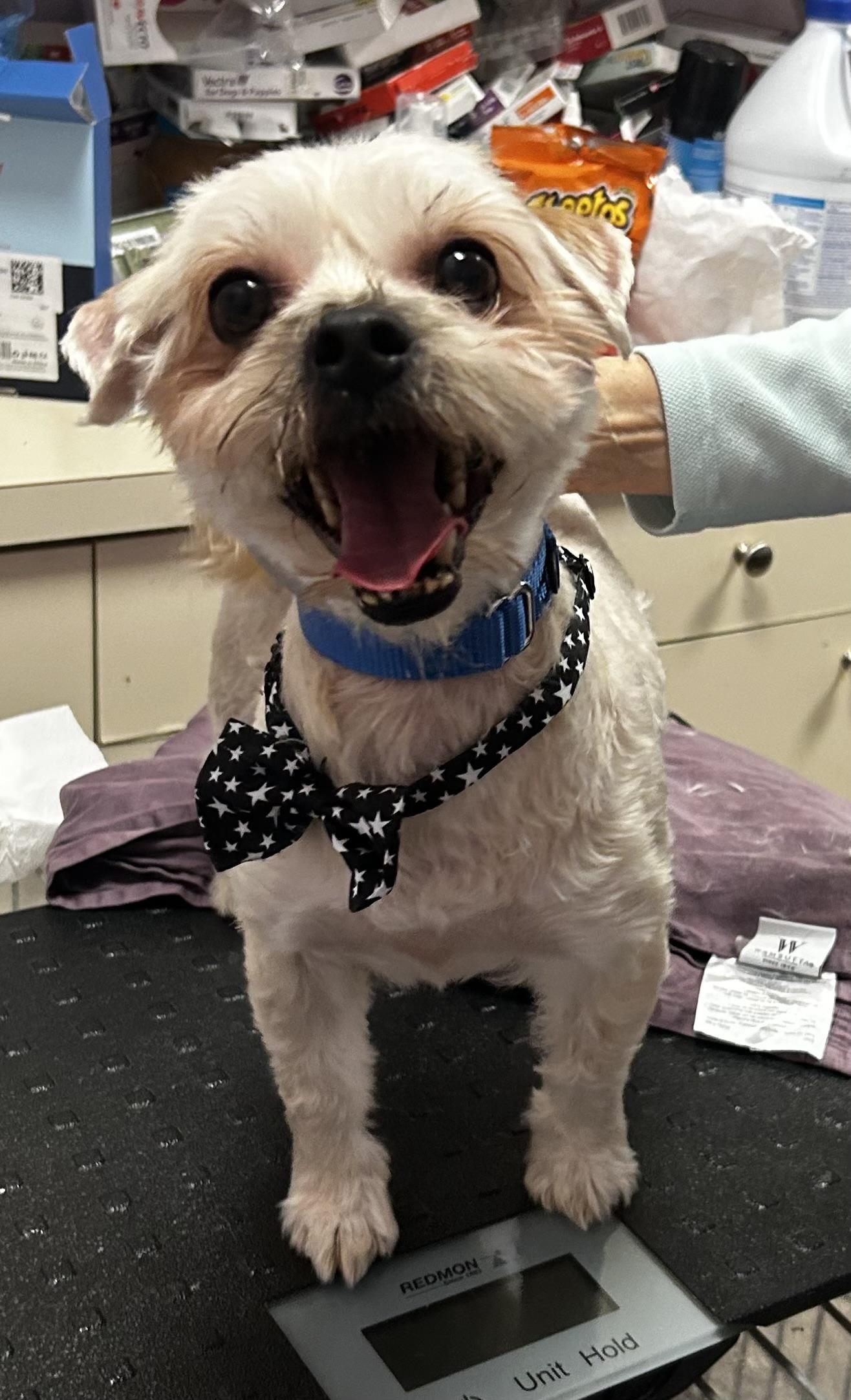 Enlarge Stewie, an adoptable mixed breed in Oak Ridge, NJ image 3/3