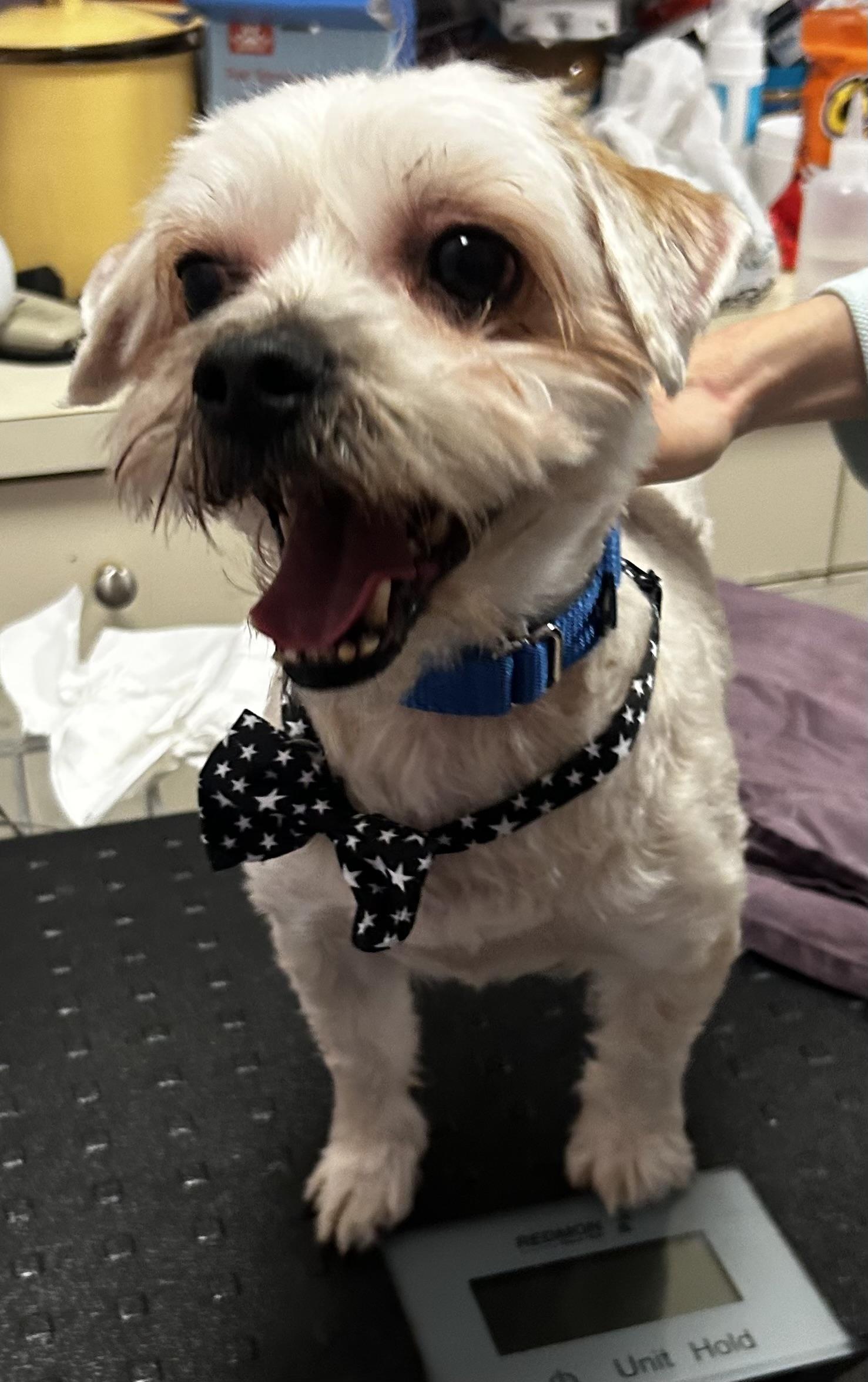 Enlarge Stewie, an adoptable mixed breed in Oak Ridge, NJ image 2/3