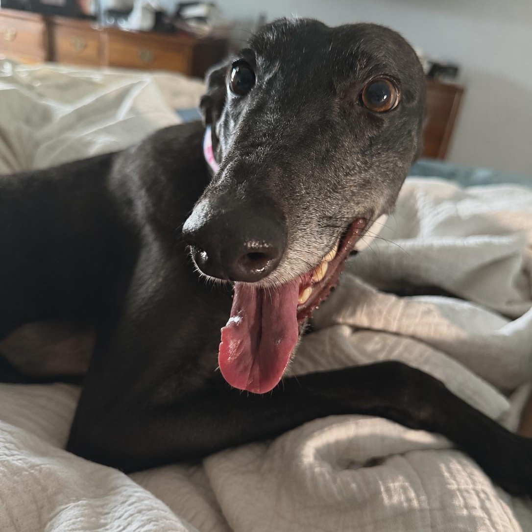 My Muriel (Muriel), a ADOPTABLE Greyhound in North Port, FL image 3/3