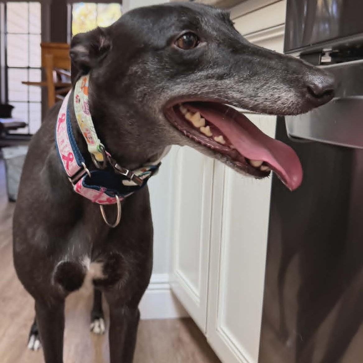 My Muriel (Muriel), a ADOPTABLE Greyhound in North Port, FL image 2/3