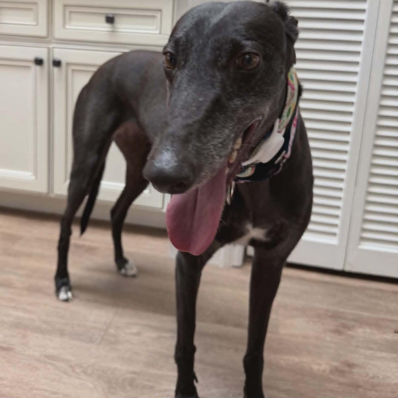 My Muriel (Muriel), ADOPTABLE, Adult Female Greyhound.