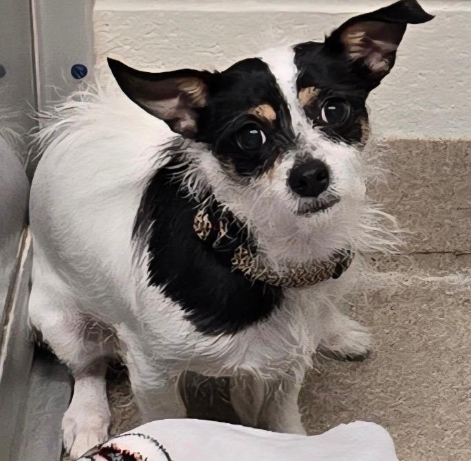 Nugget, Adoptable, Adult Female Chihuahua & Jack Russell Terrier.