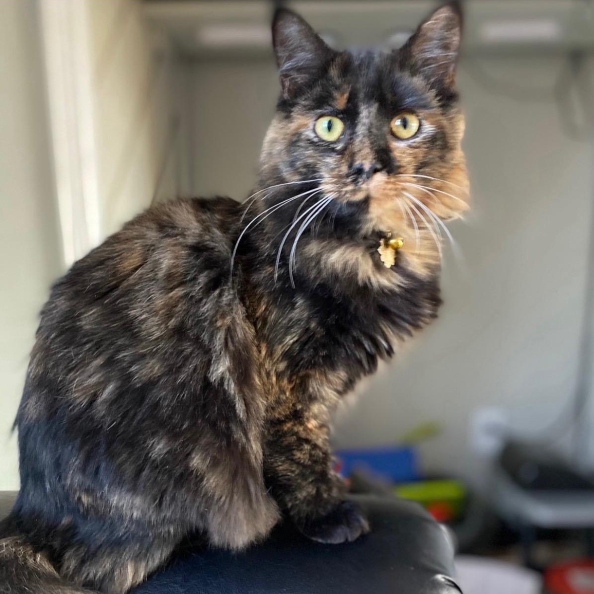 MAGGIE-LYNN, ADOPTABLE, Adult Female Domestic Long Hair.