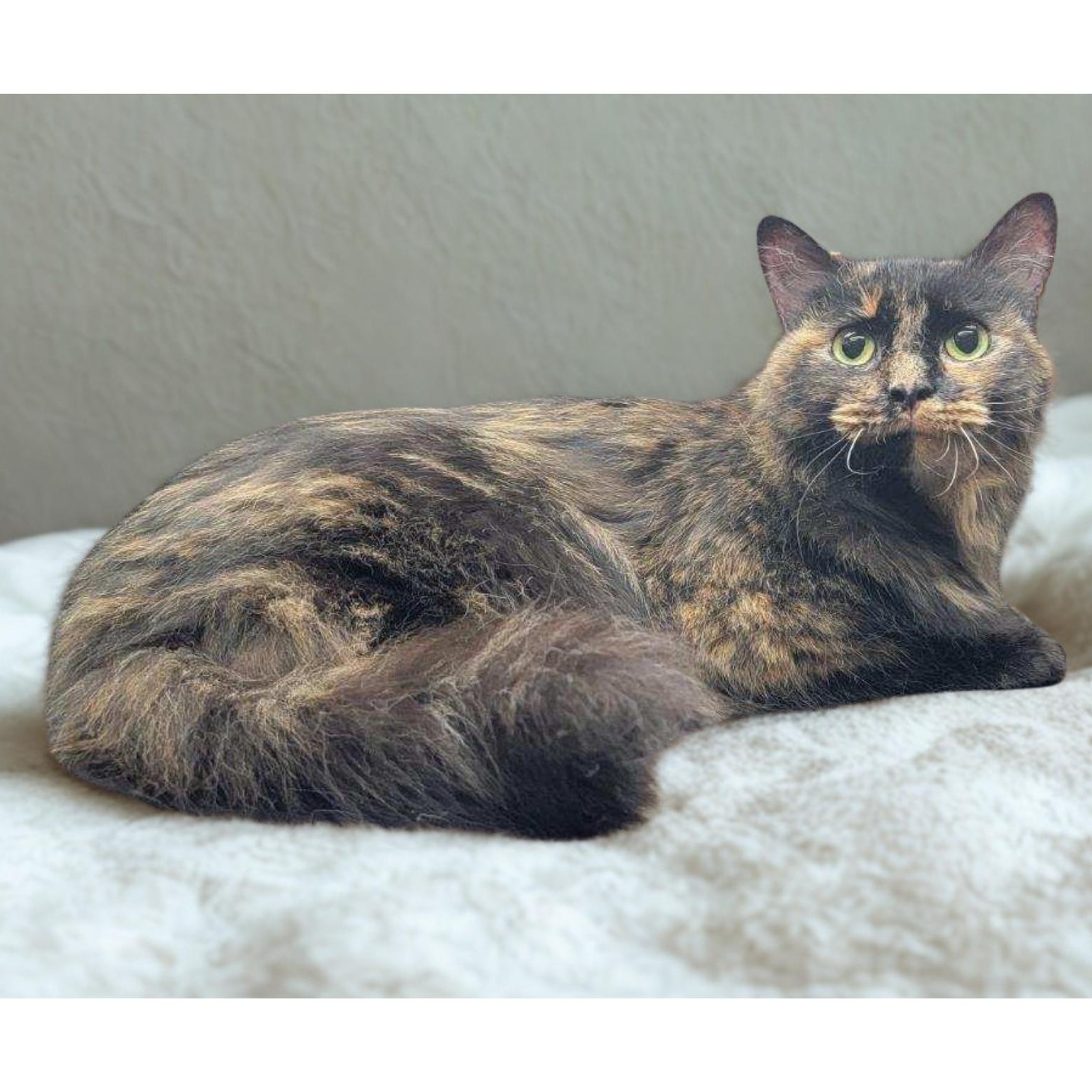 Enlarge MAGGIE-LYNN, a Adoptable Domestic Long Hair in Charlotte, NC image 2/2
