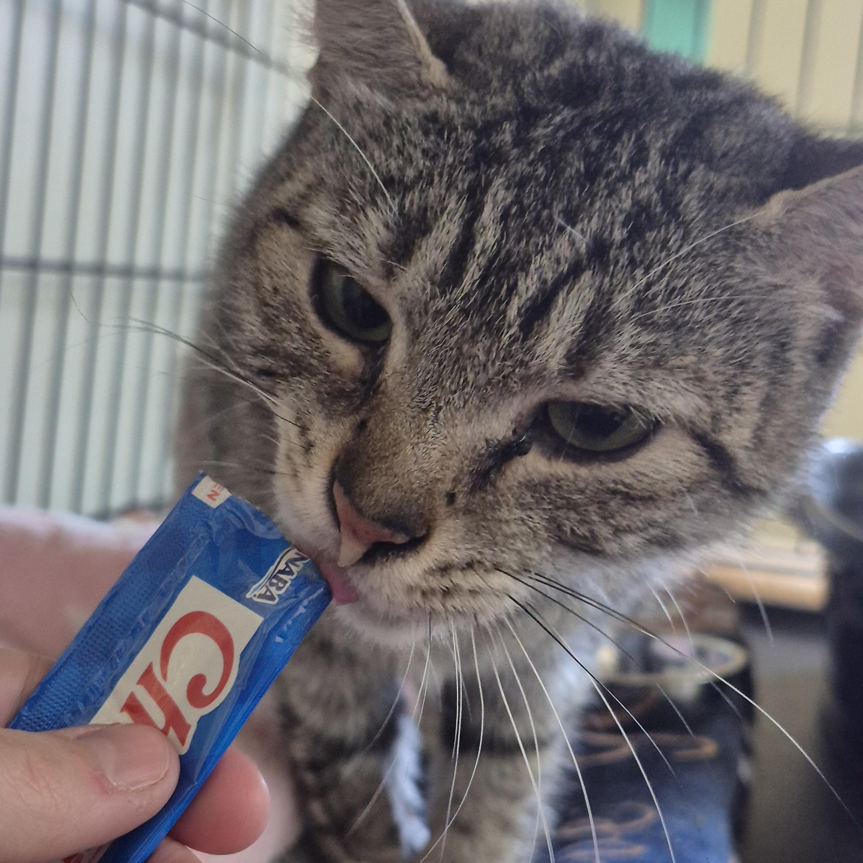 Ashley, a ADOPTABLE Domestic Short Hair in Tioga, PA image 3/5