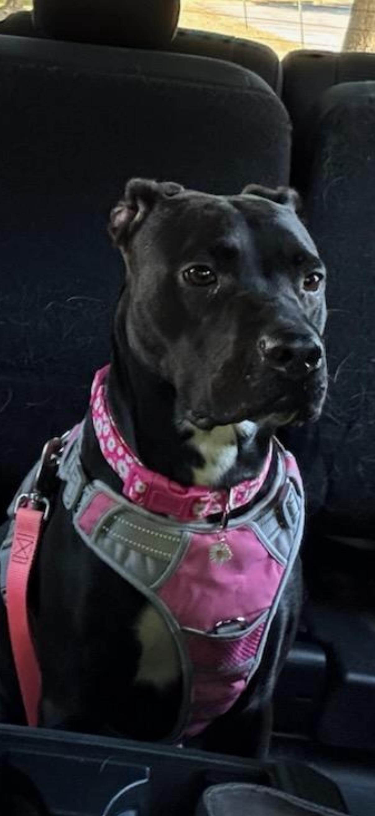 Libby, Adoptable, Adult Female Pit Bull Terrier.