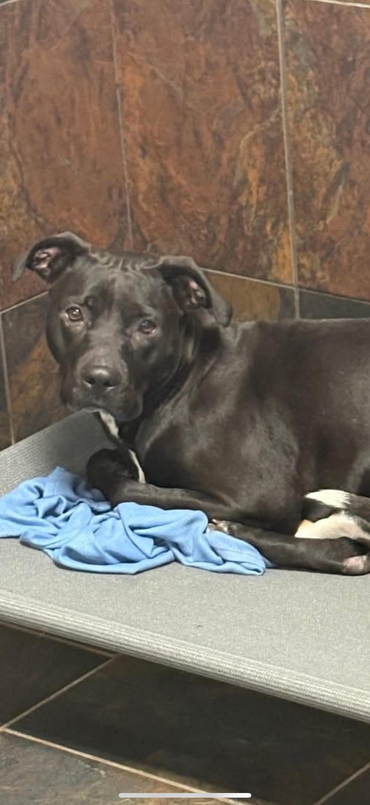 Enlarge Libby, a Adoptable Pit Bull Terrier in Littleton, CO image 2/2