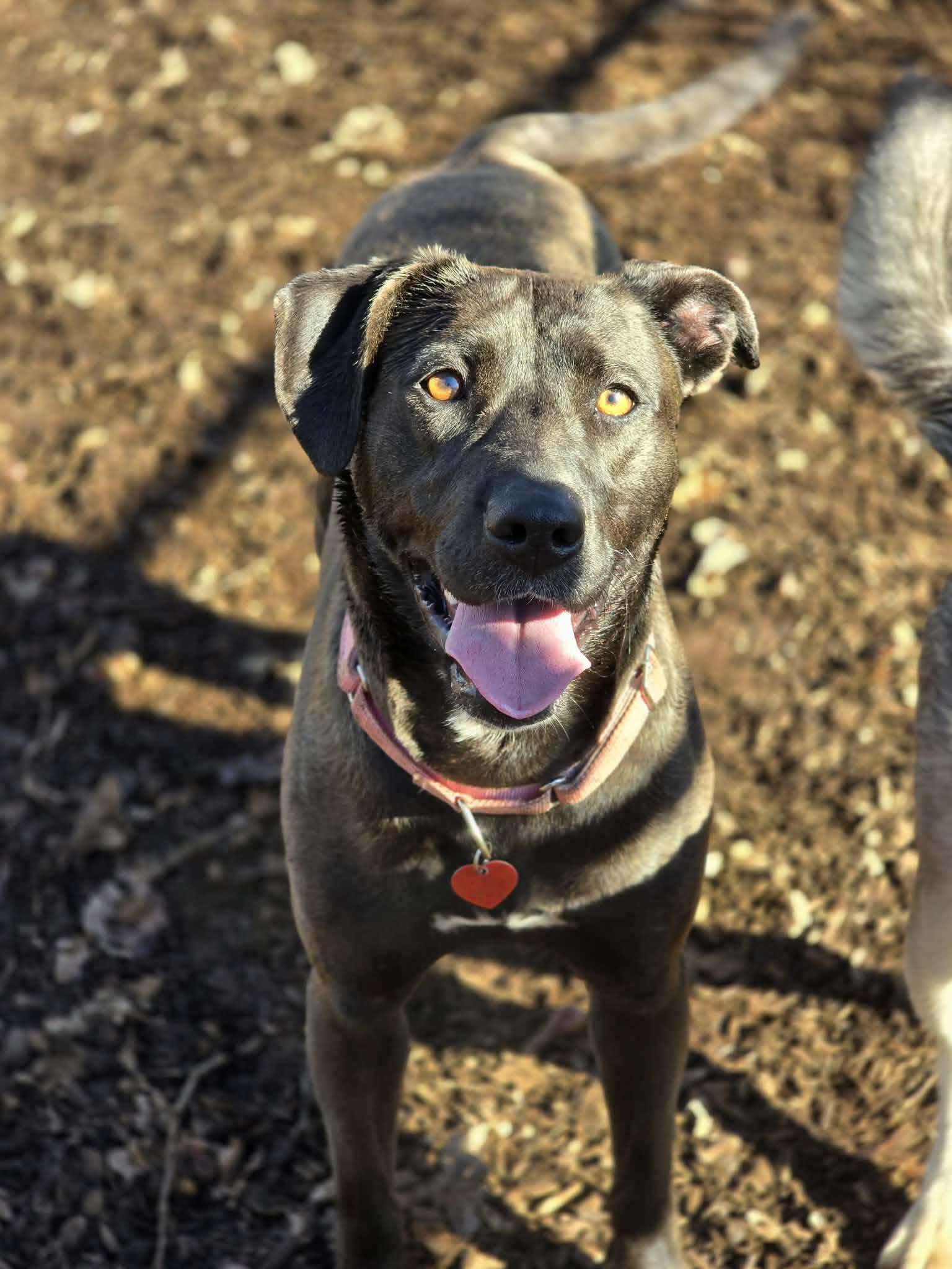 Coffee Pot, adoptable, Adult Female Labrador Retriever.