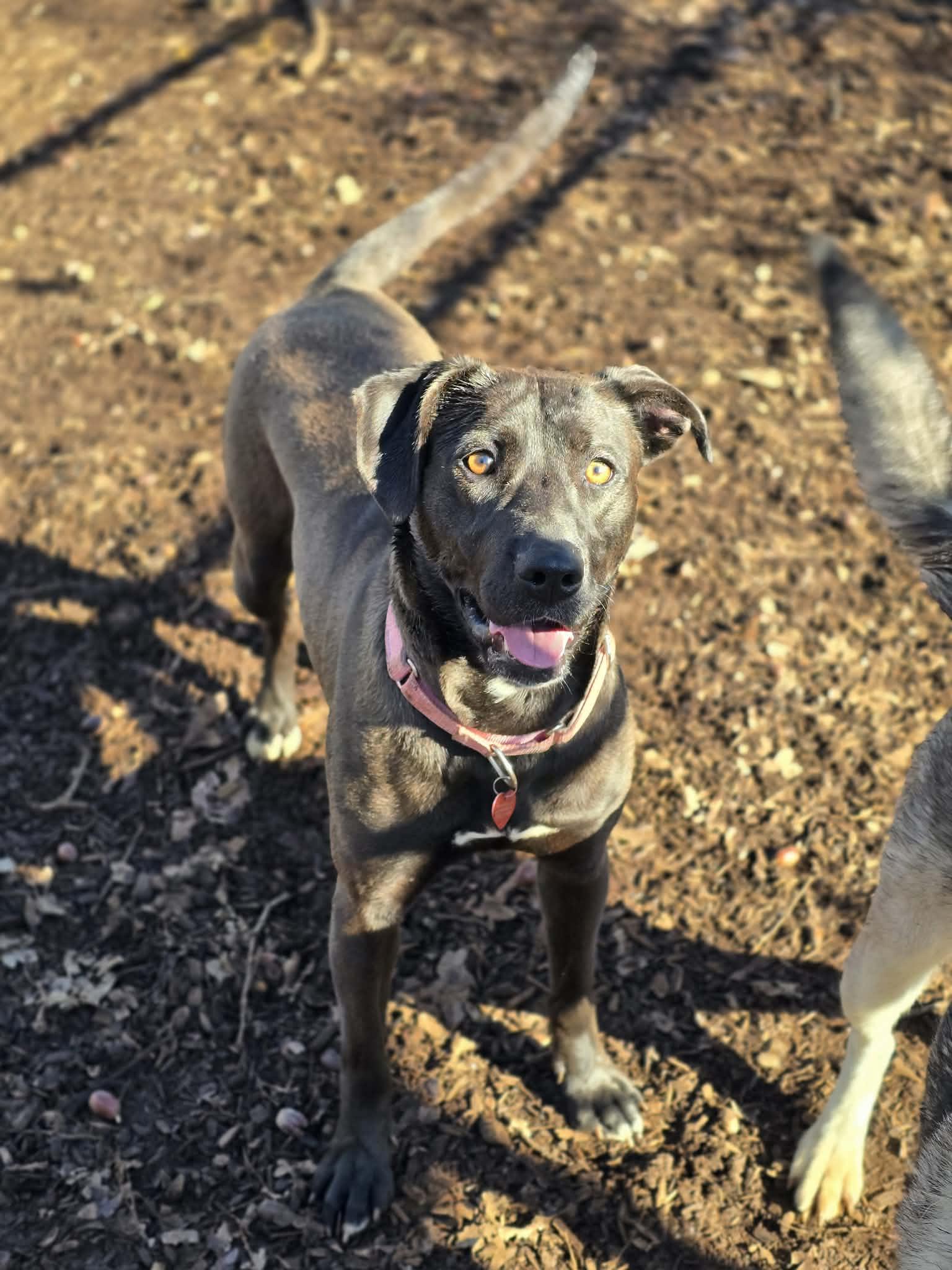 Enlarge Coffee Pot, an adoptable mixed breed in Grants Pass, OR image 2/5
