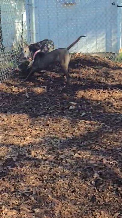 Enlarge Coffee Pot, an adoptable mixed breed in Grants Pass, OR video 5/5