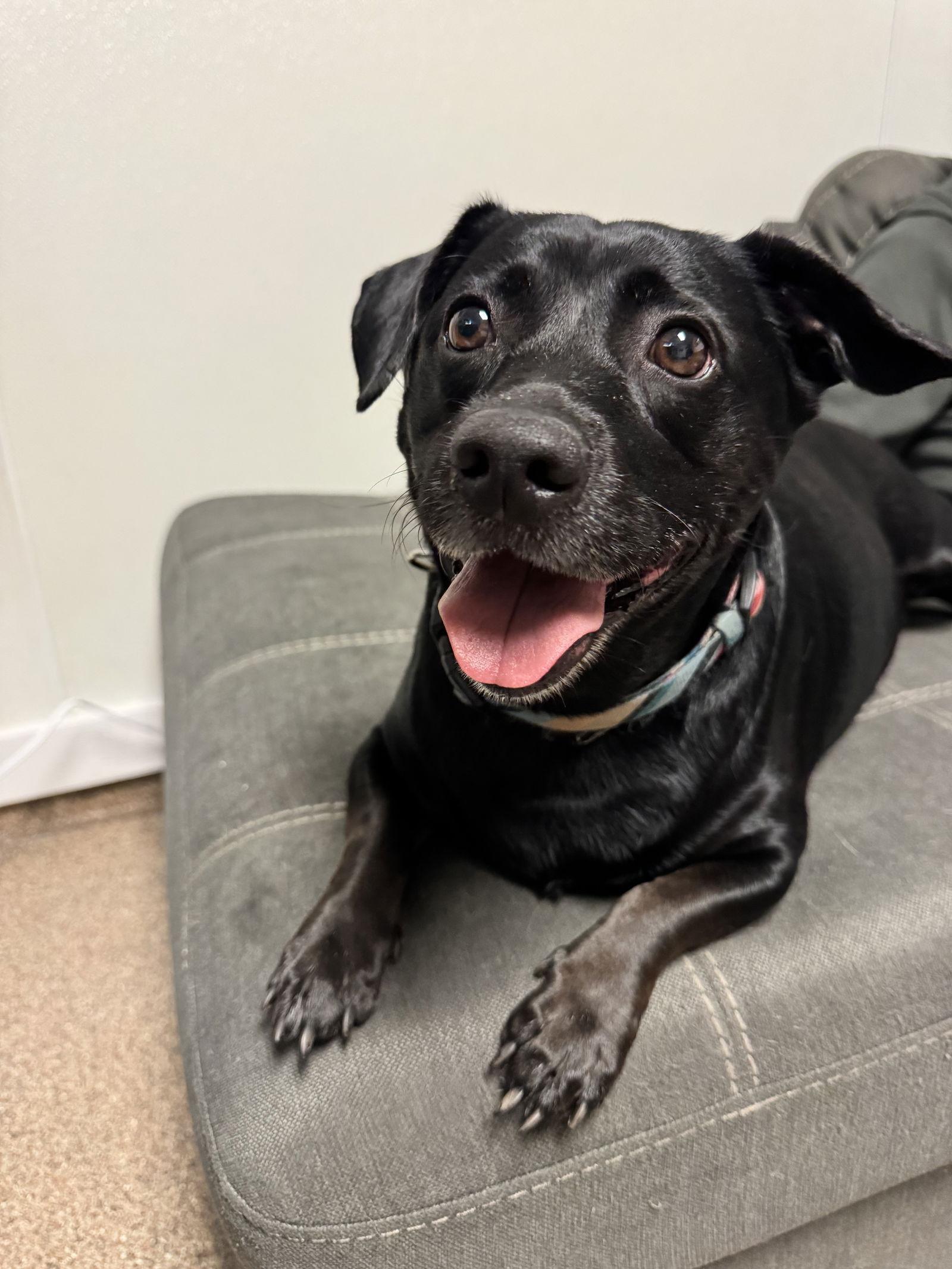 Sweet Pea *BONDED with* Squirt, a Adopted mixed breed in Sanford, FL image 1/3