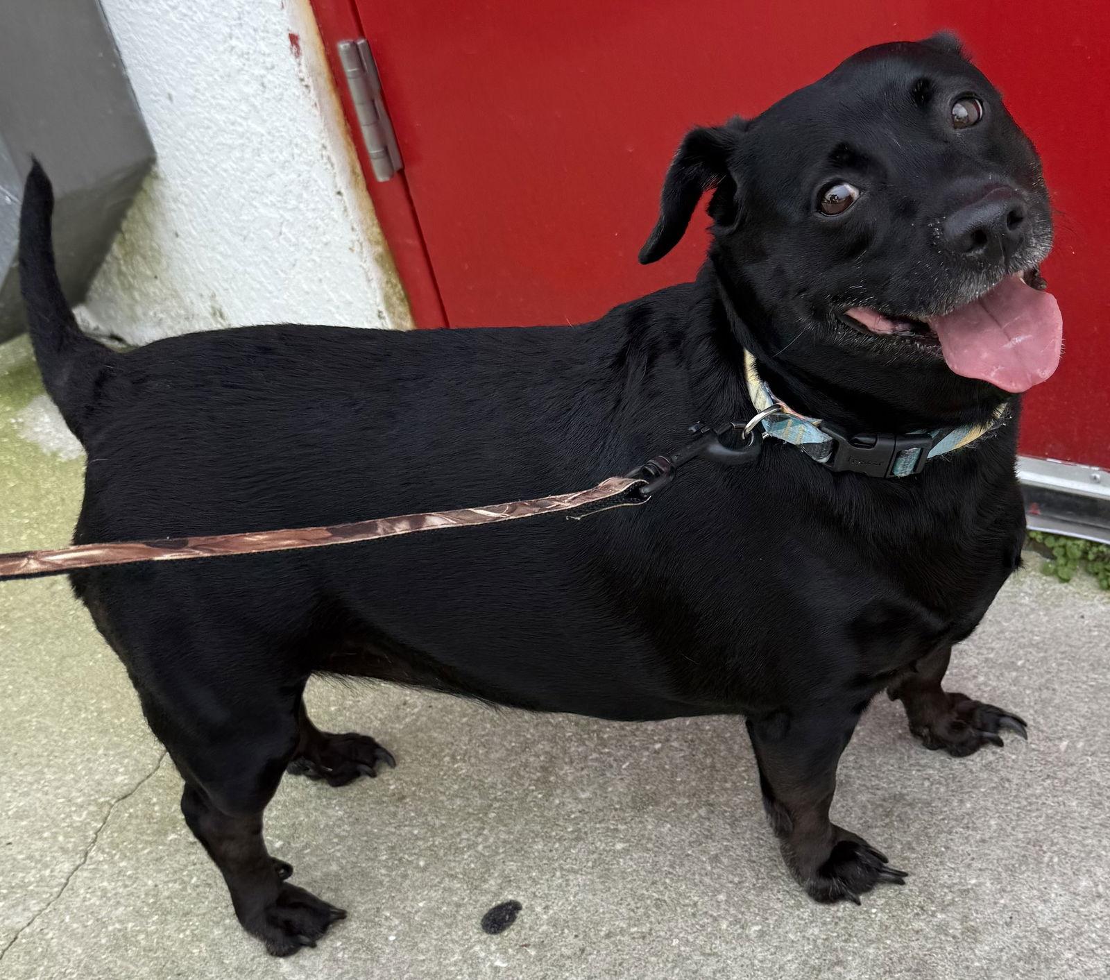 Sweet Pea *BONDED with* Squirt, a Adopted mixed breed in Sanford, FL image 2/3