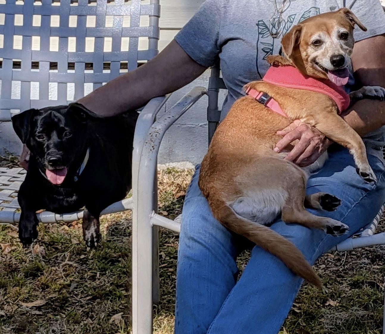 Sweet Pea *BONDED with* Squirt, a Adopted mixed breed in Sanford, FL image 3/3