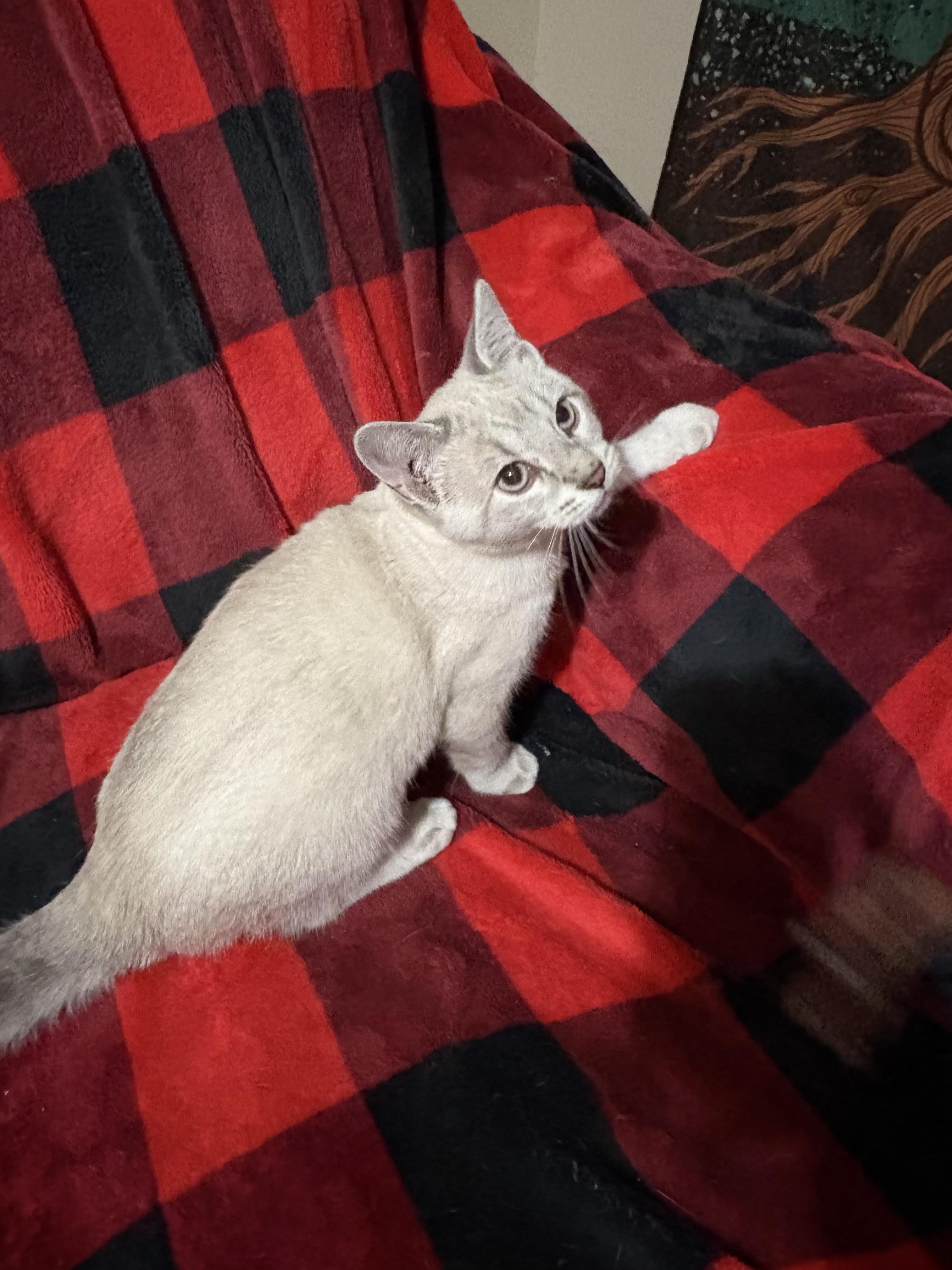 Enlarge Milo, an adopted Domestic Short Hair in Choctaw, OK image 4/4