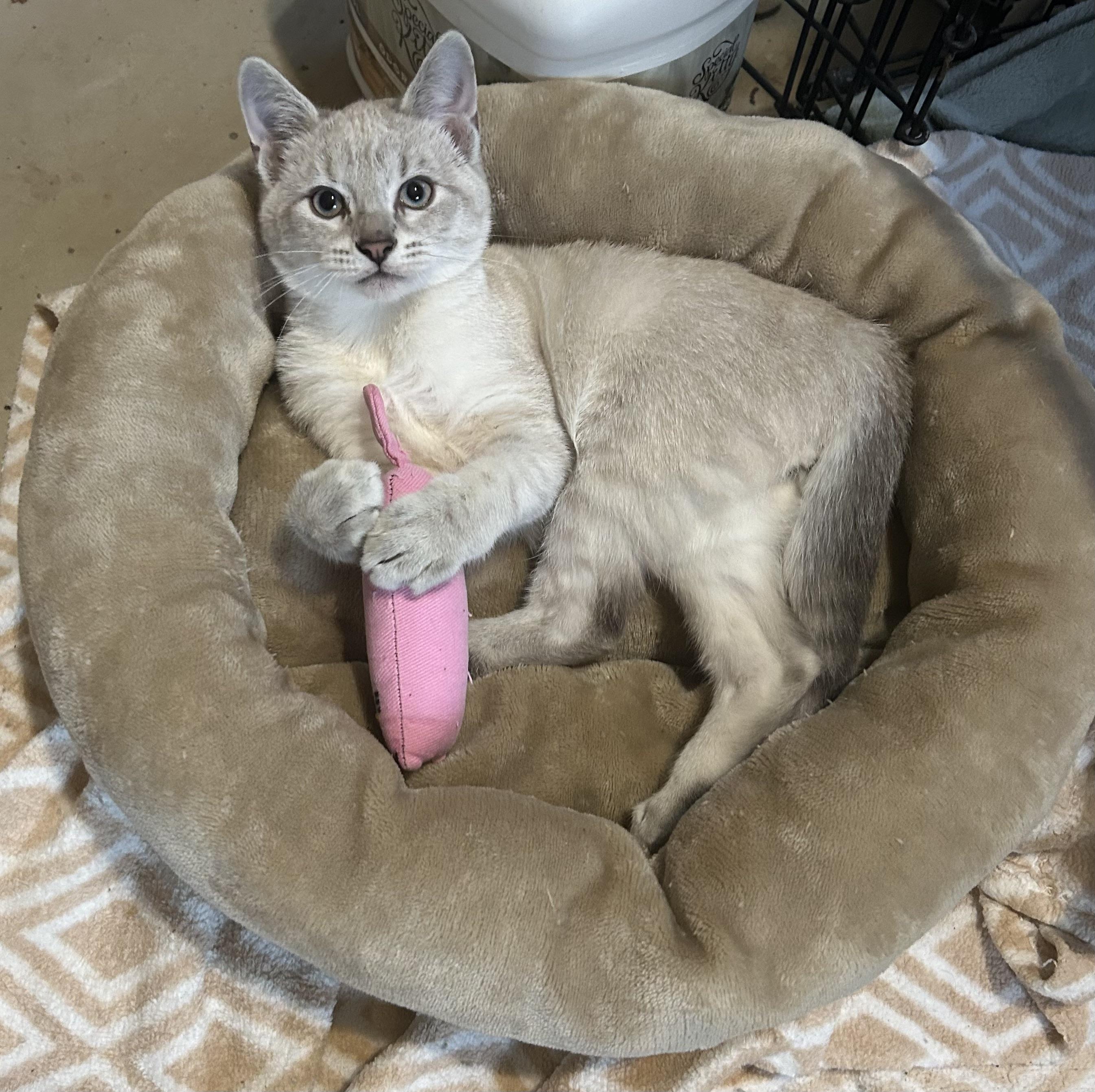 Enlarge Milo, an adopted Domestic Short Hair in Choctaw, OK image 2/4