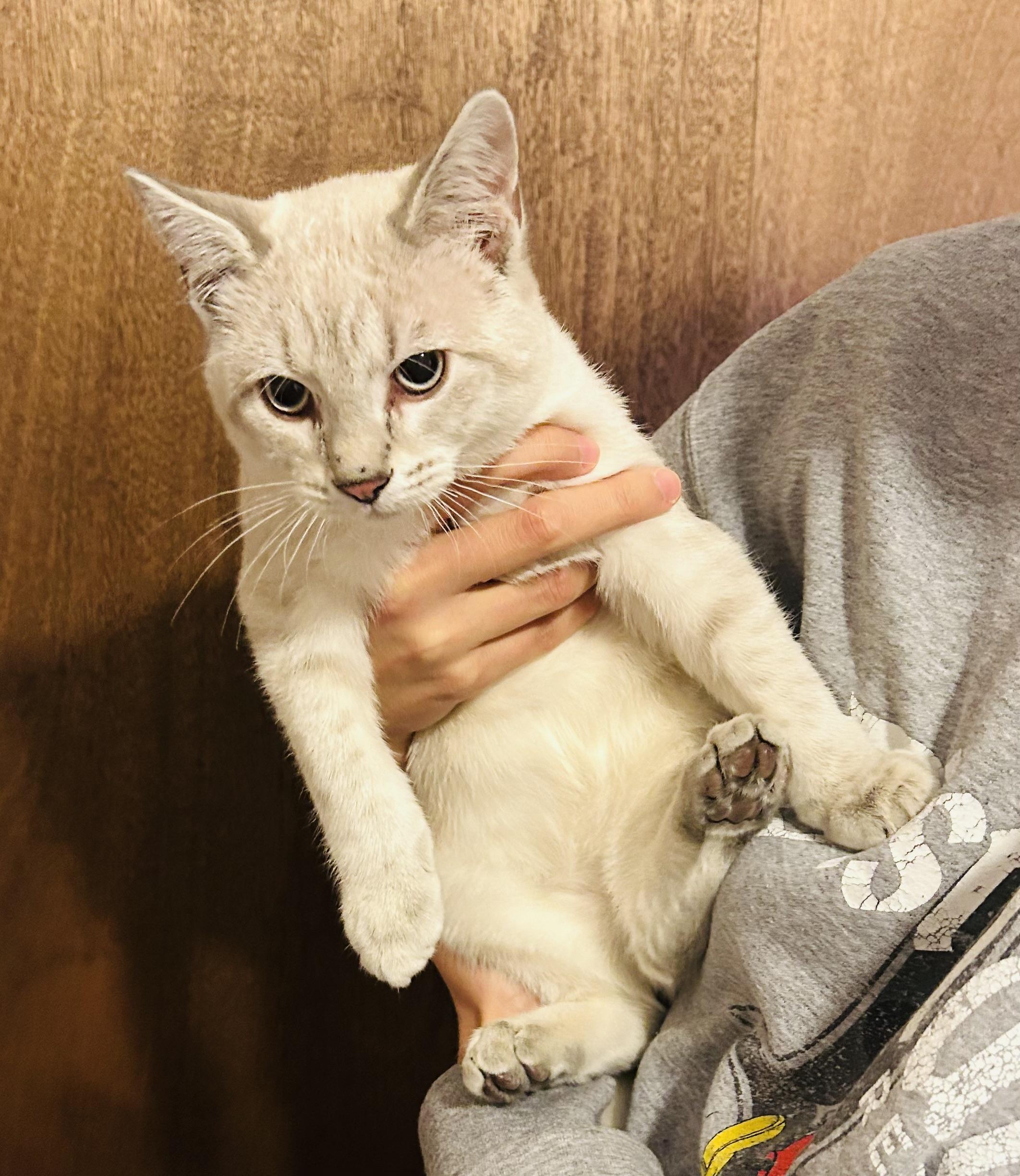 Enlarge Milo, an adopted Domestic Short Hair in Choctaw, OK image 1/4