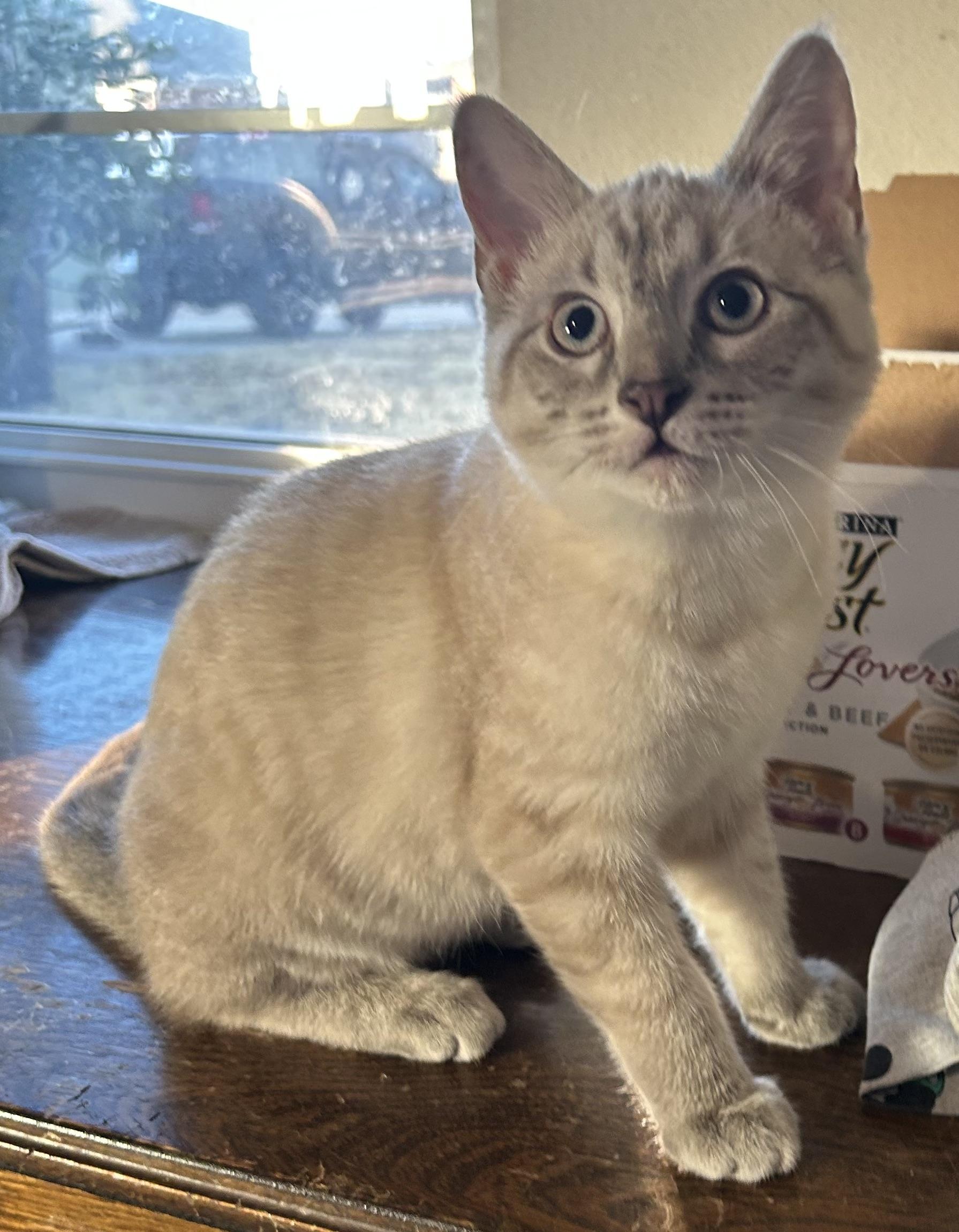 Enlarge Milo, an adopted Domestic Short Hair in Choctaw, OK image 3/4