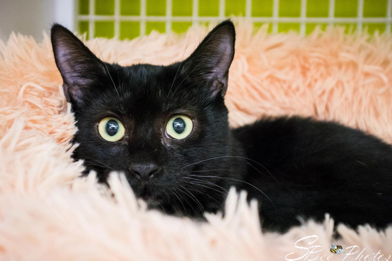 Enlarge Bentley (Lisa), a Adoptable Domestic Short Hair in St. Cloud, FL image 1/6