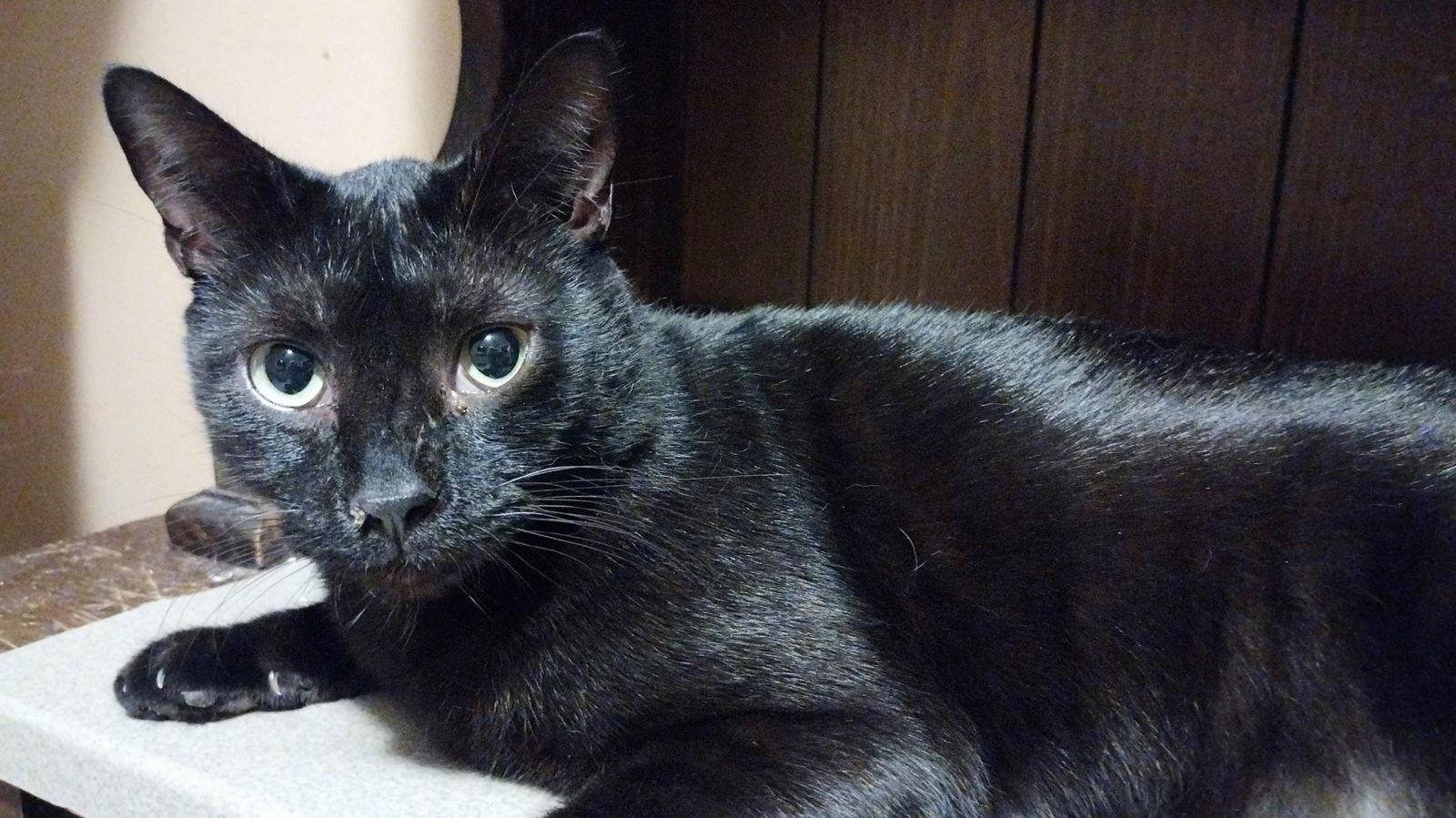 Enlarge Bentley (Lisa), a Adoptable Domestic Short Hair in St. Cloud, FL image 2/6