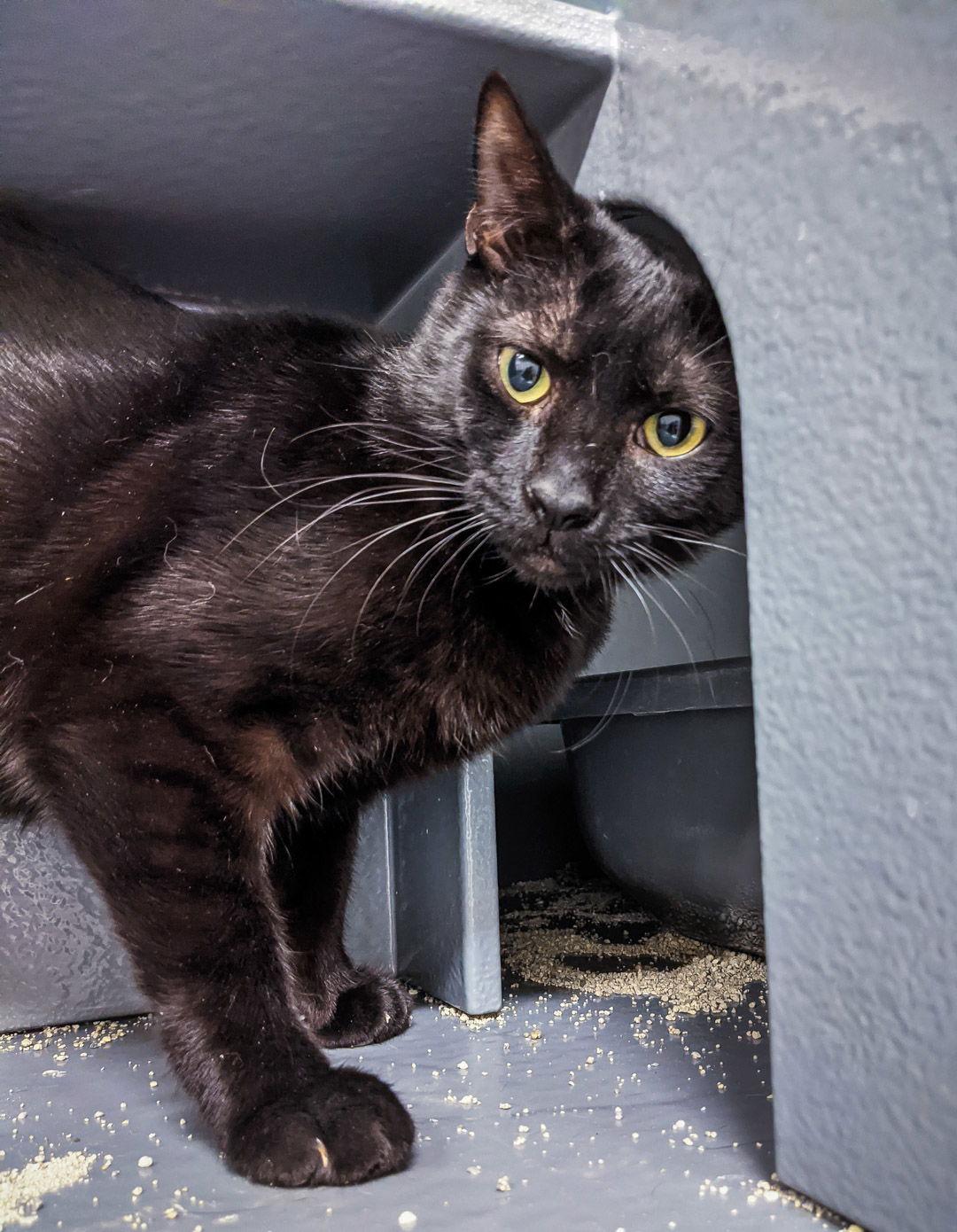 Enlarge Bentley (Lisa), a Adoptable Domestic Short Hair in St. Cloud, FL image 3/6