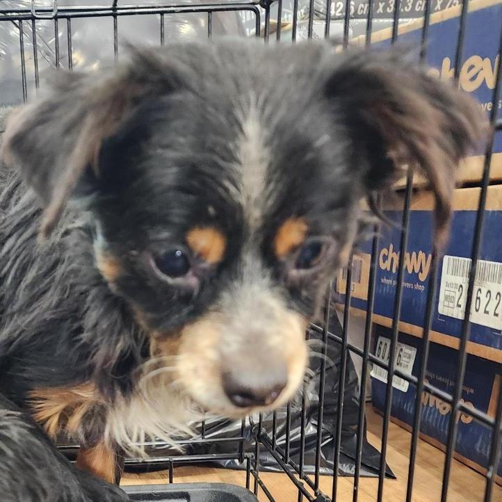 Yenudi, a Adoptable mixed breed in Spokane, WA image 1/2