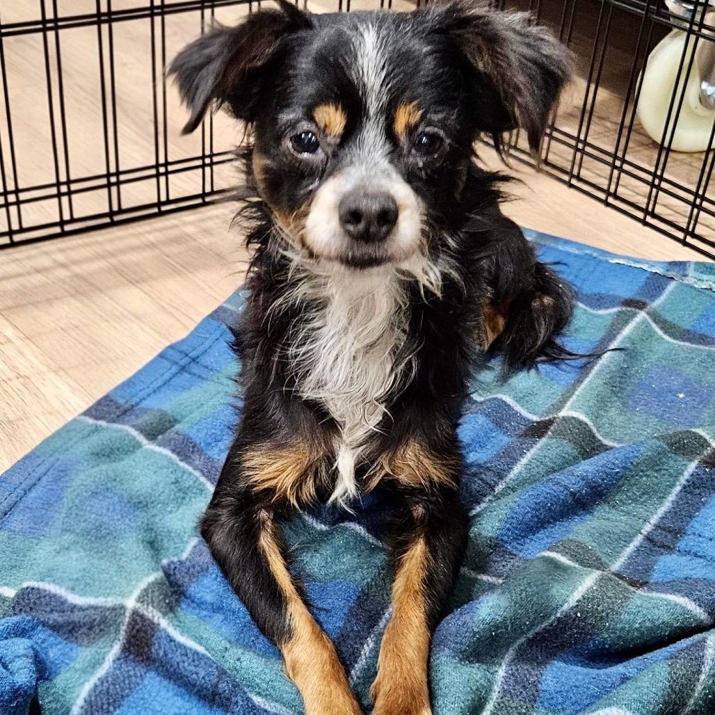 Yenudi, a Adoptable mixed breed in Spokane, WA image 2/2