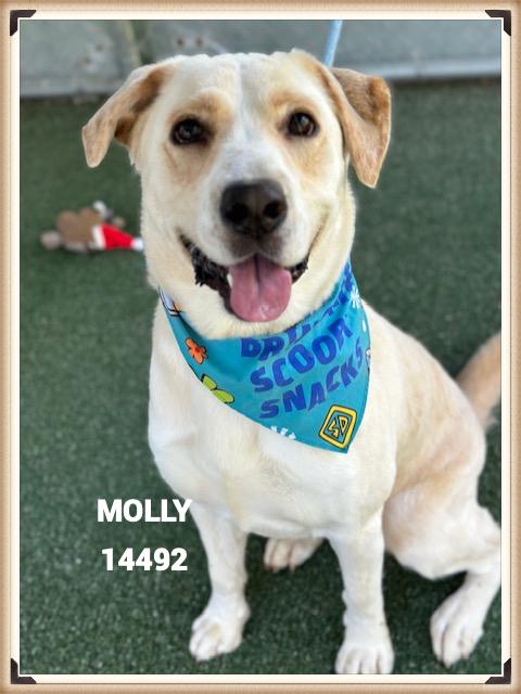 MOLLY
