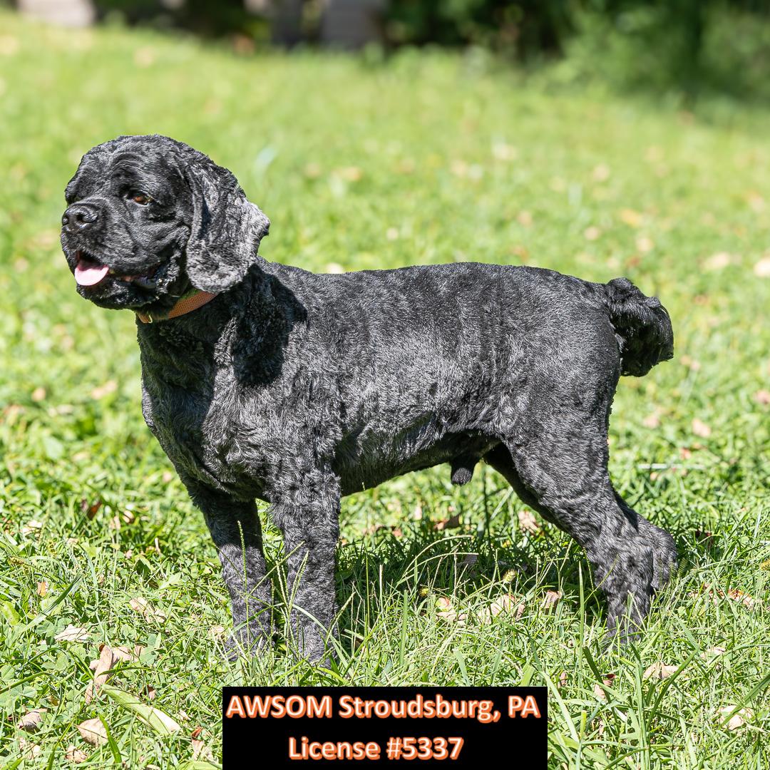 Jeter, Adoptable, Adult Male Cocker Spaniel.