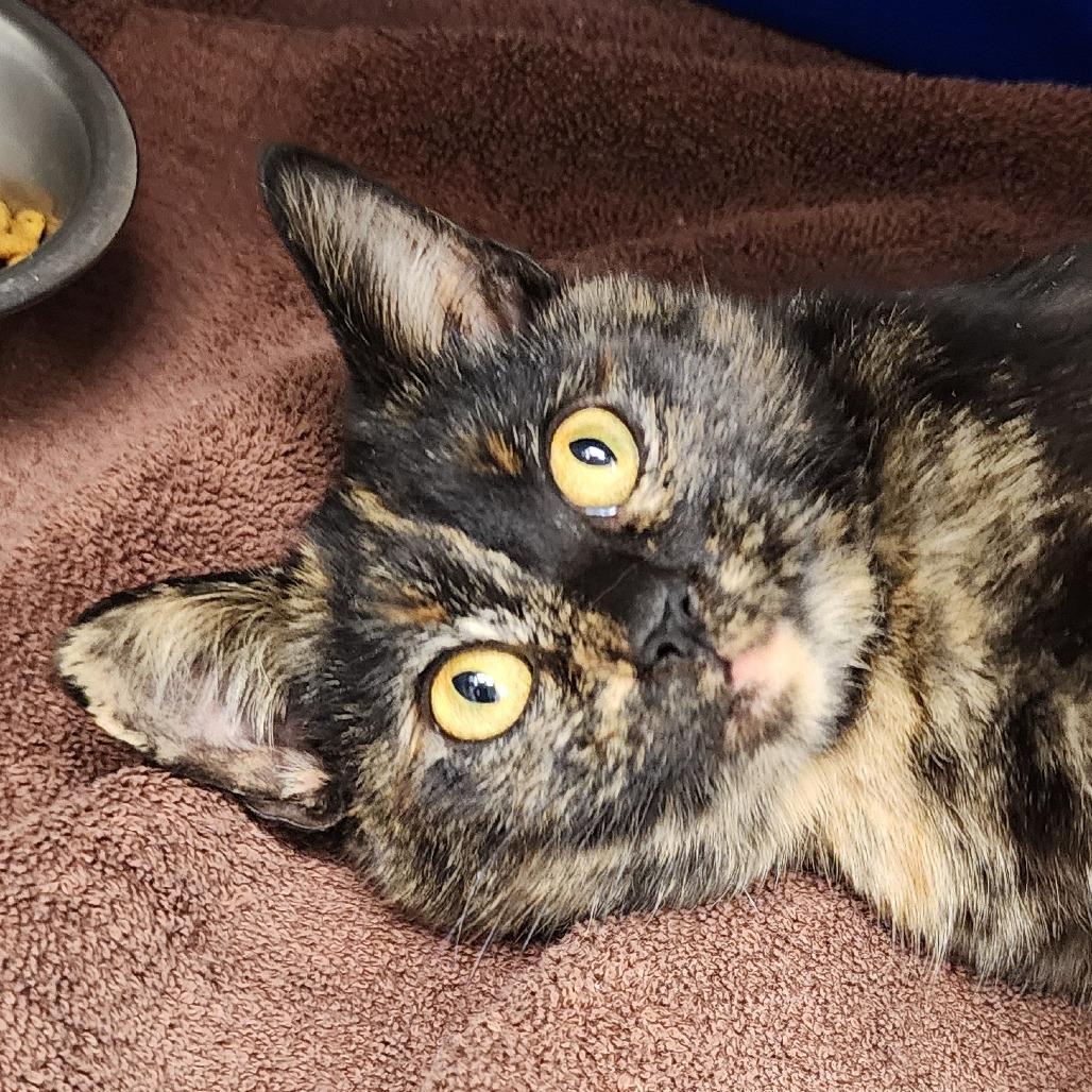 Enlarge RORY, an adopted Domestic Short Hair in Corydon, IN image 1/1