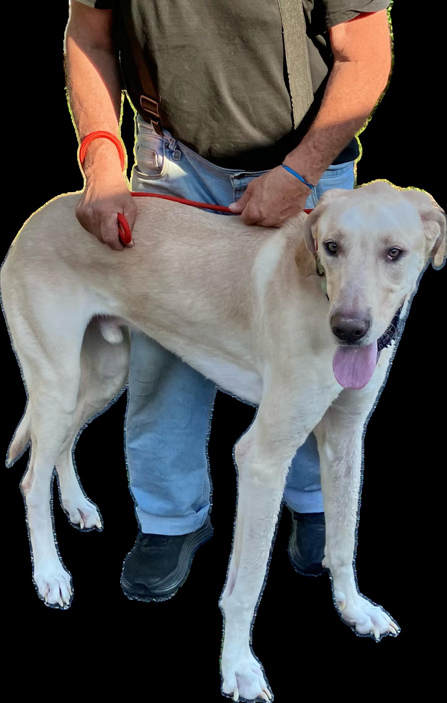 Ghostey, Adult Male unknown