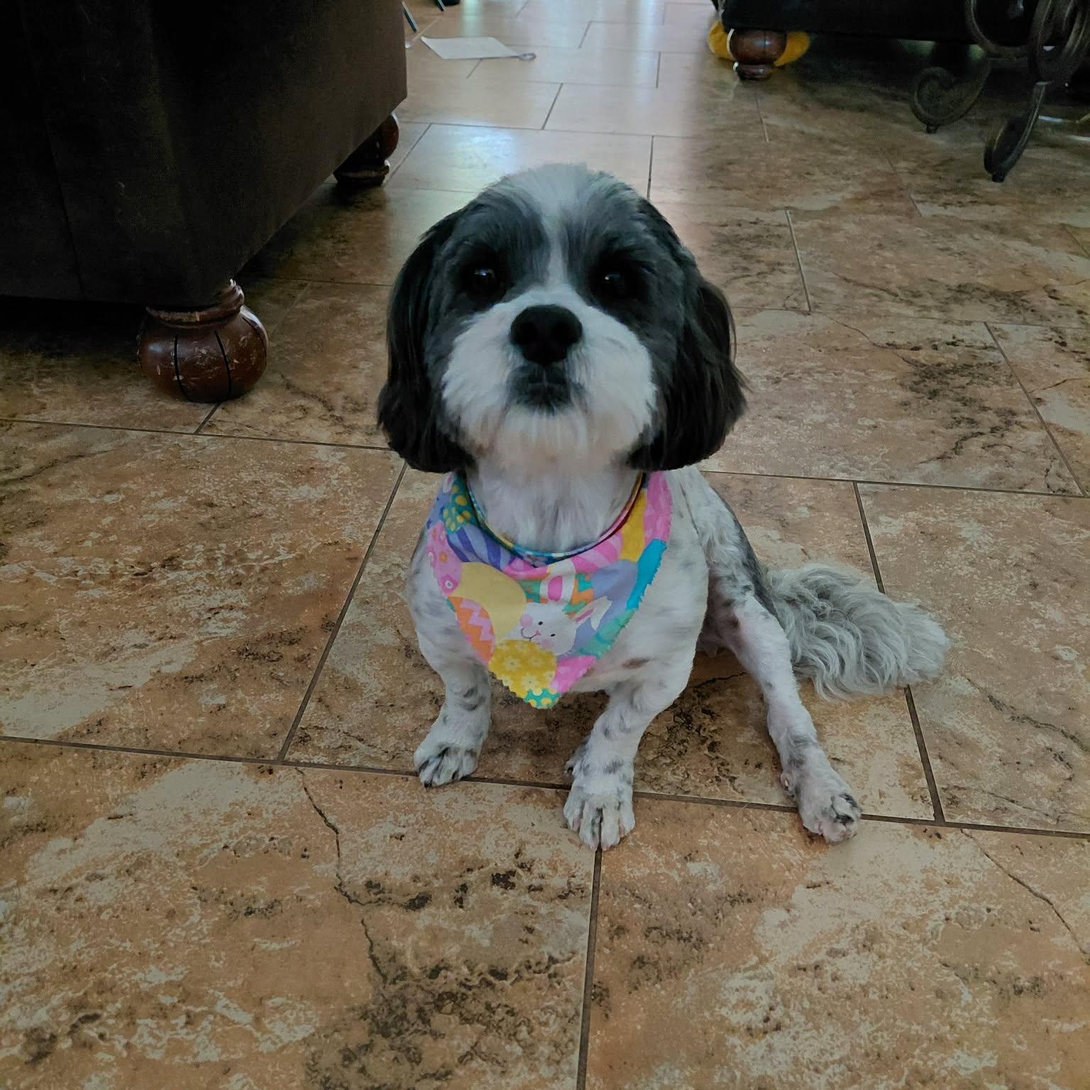 Cali , an adopted mixed breed in Portage, MI image 3/5