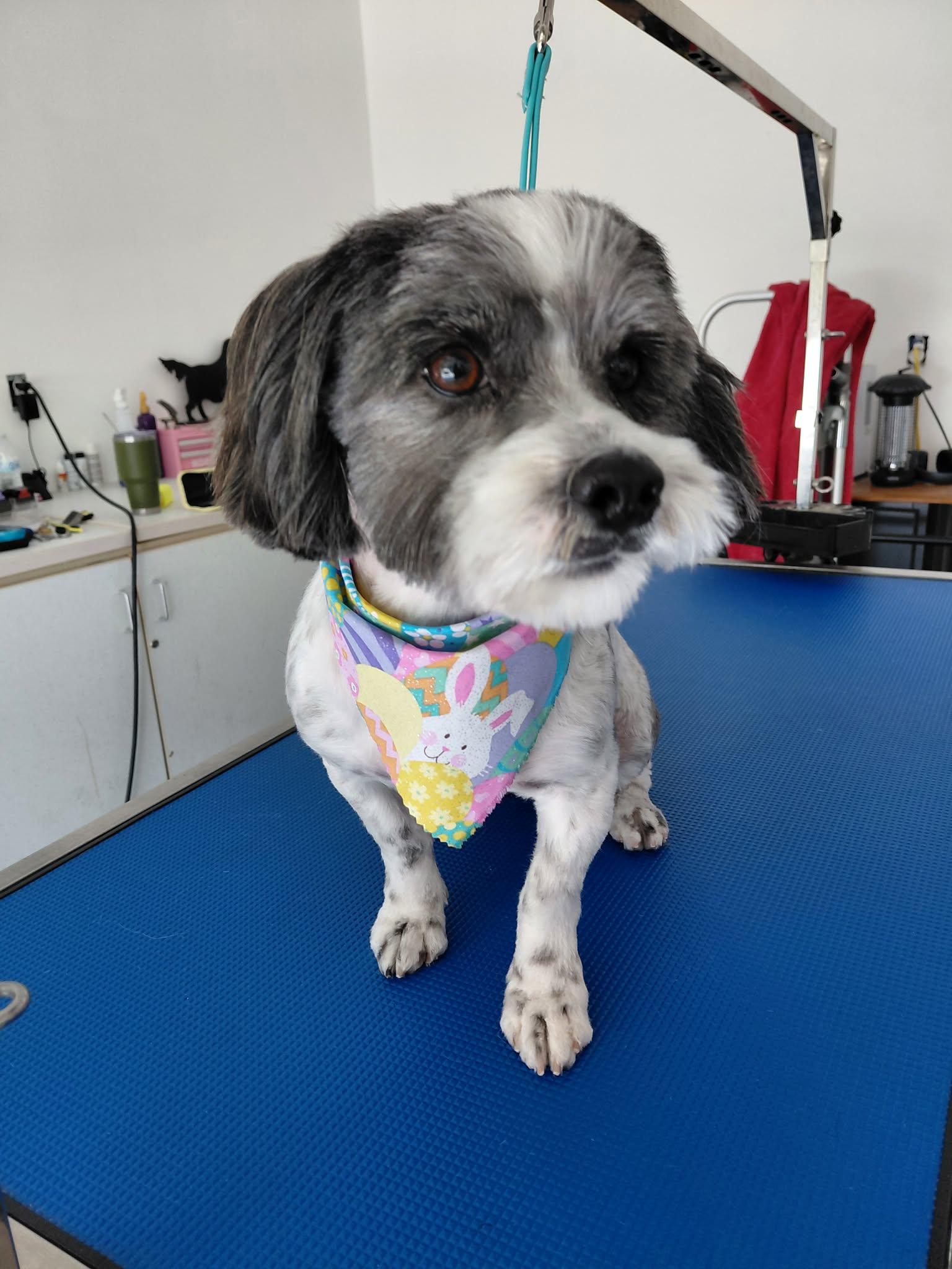 Cali , an adopted mixed breed in Portage, MI image 5/5