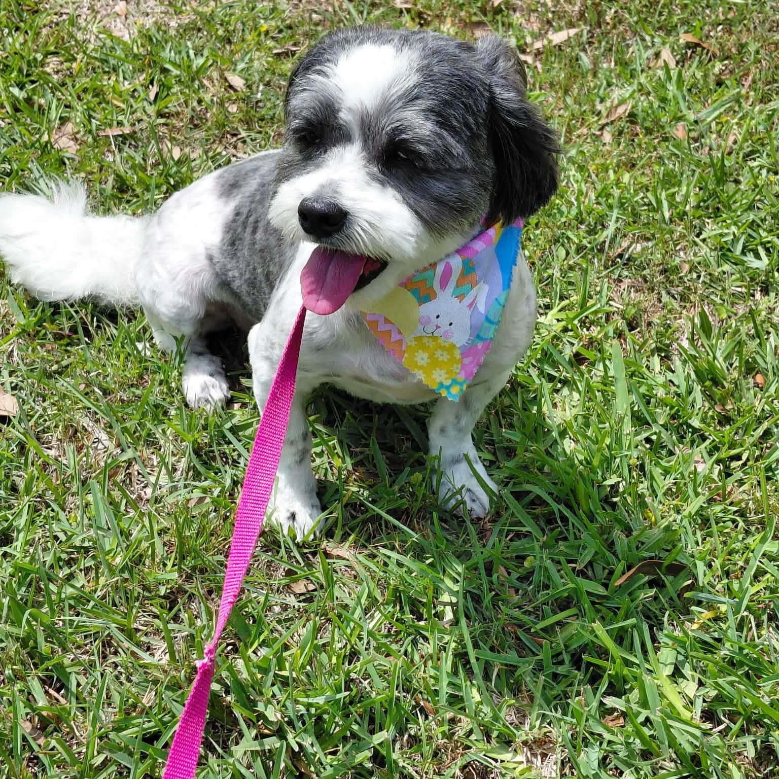 Cali , an adopted mixed breed in Portage, MI image 4/5