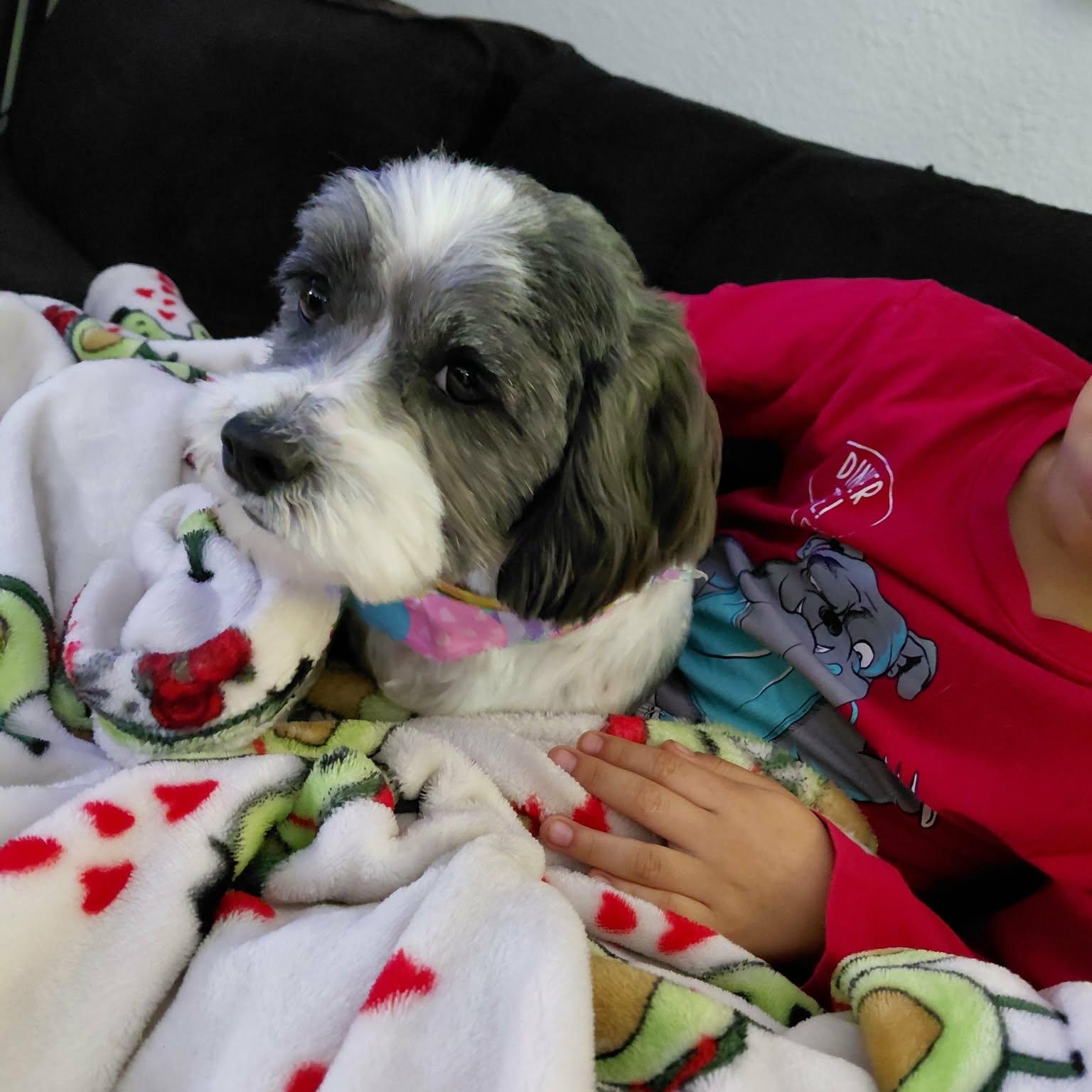 Cali , an adopted mixed breed in Portage, MI image 2/5