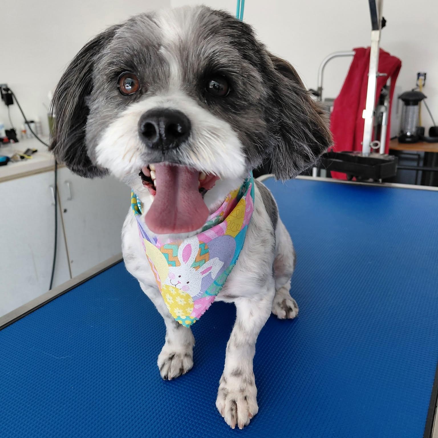 Cali , an adopted mixed breed in Portage, MI image 1/5
