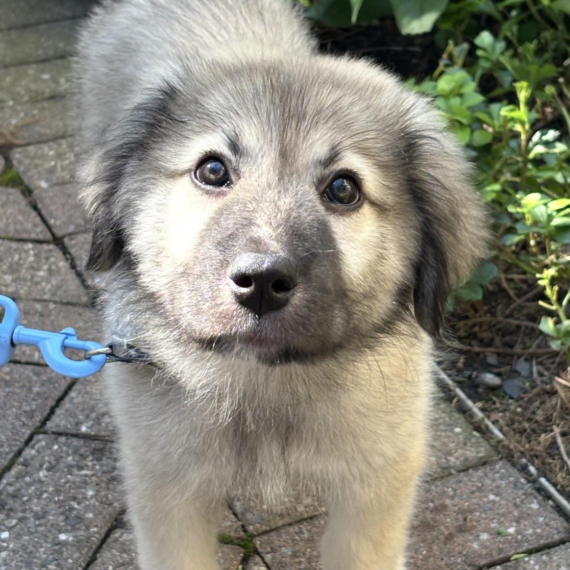 Tank, Adoptable, Puppy Male Great Pyrenees.
