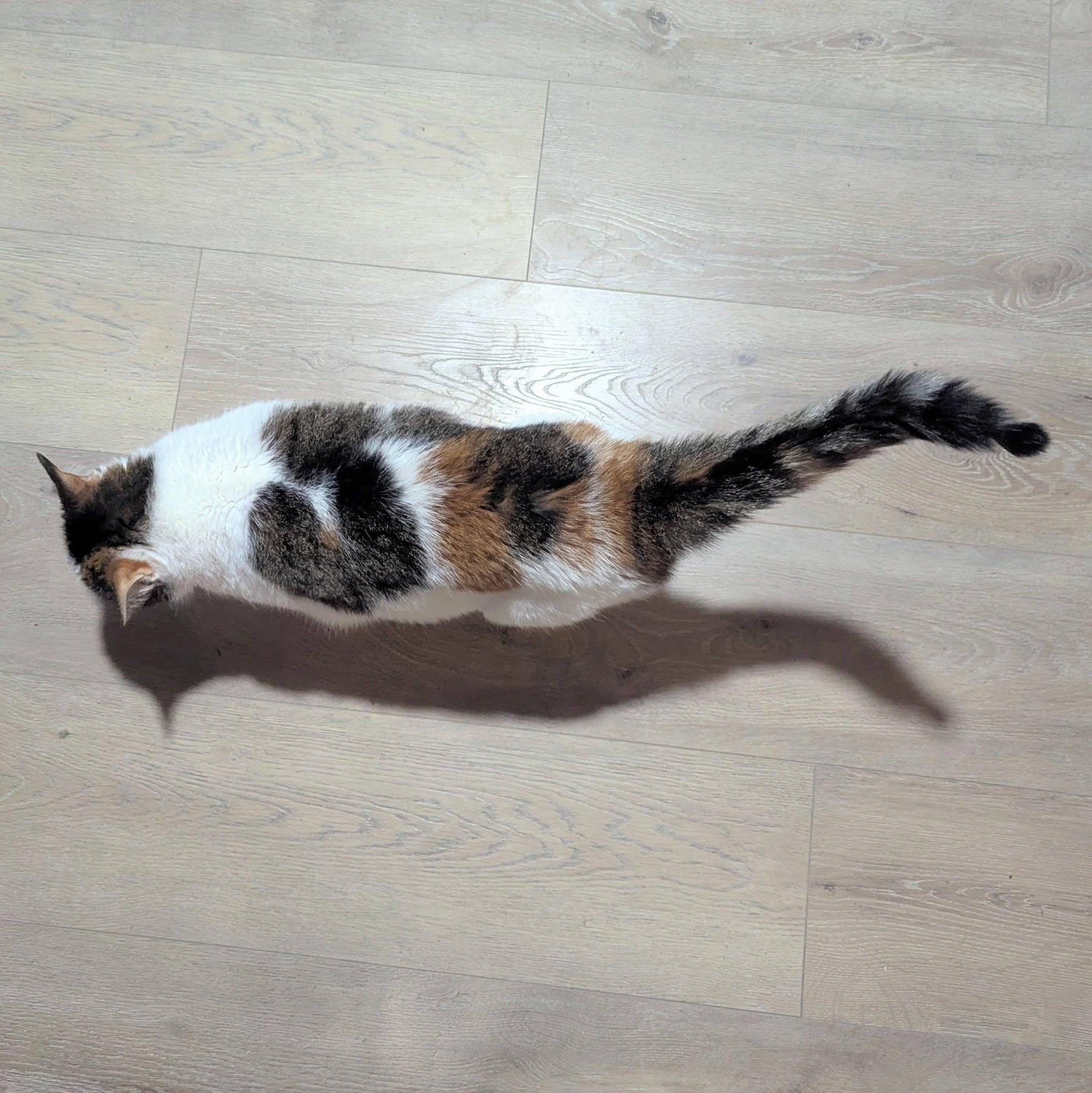 Enlarge Callie, a Adoptable mixed breed in Little Falls, MN image 2/3