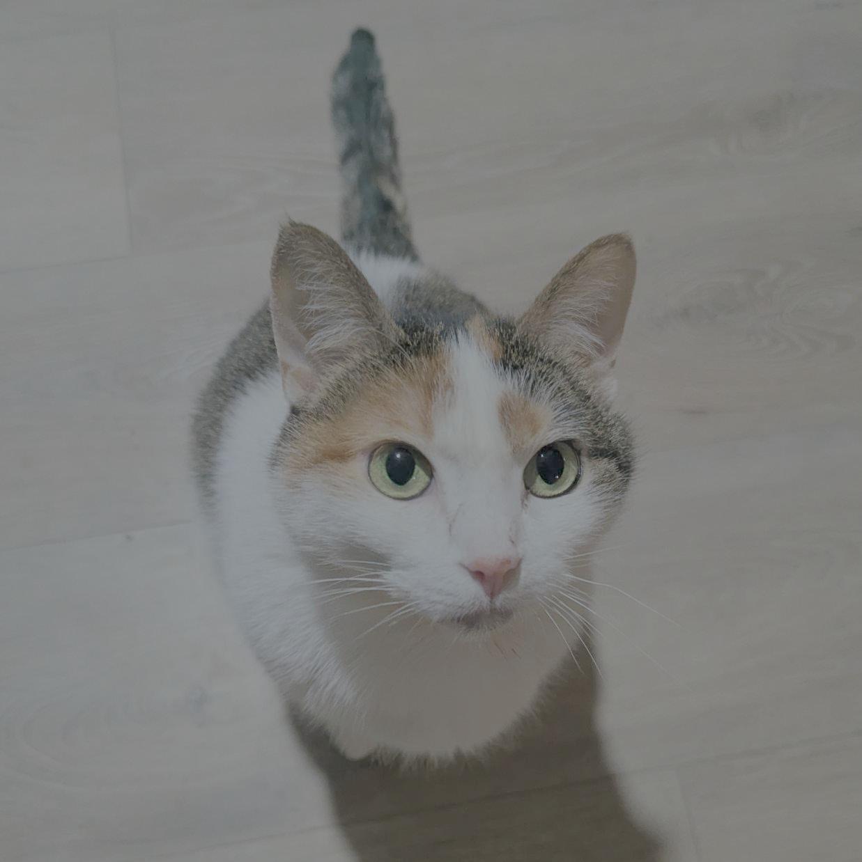 Enlarge Callie, a Adoptable mixed breed in Little Falls, MN image 1/4