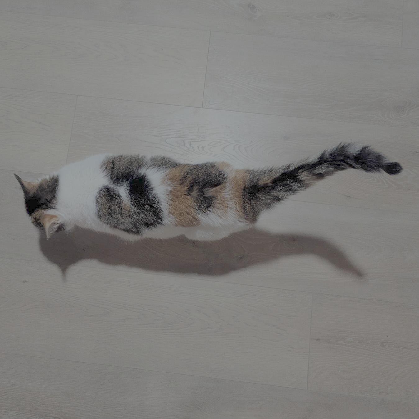 Enlarge Callie, a Adoptable mixed breed in Little Falls, MN image 3/4