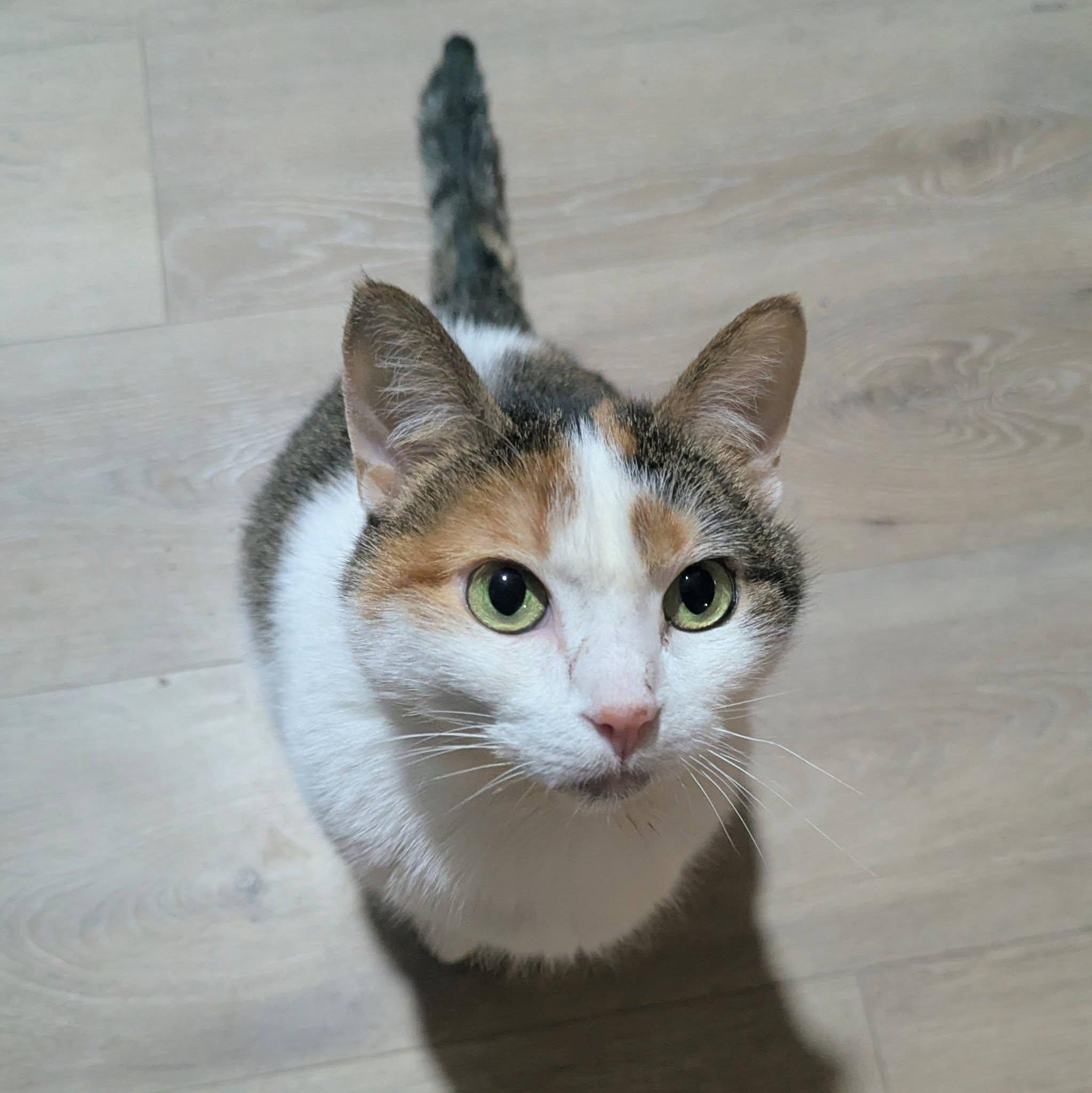 Callie, Adoptable, Adult Female Domestic Short Hair.