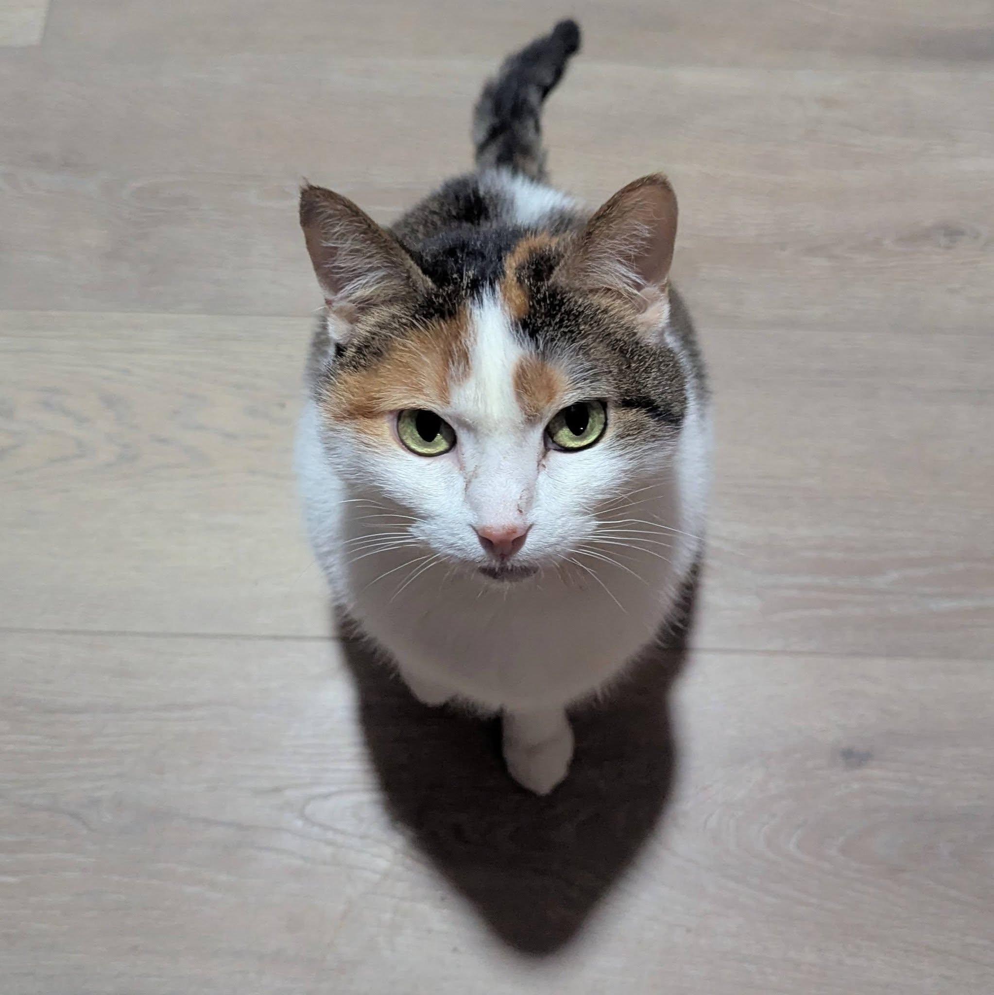 Enlarge Callie, a Adoptable mixed breed in Little Falls, MN image 3/3